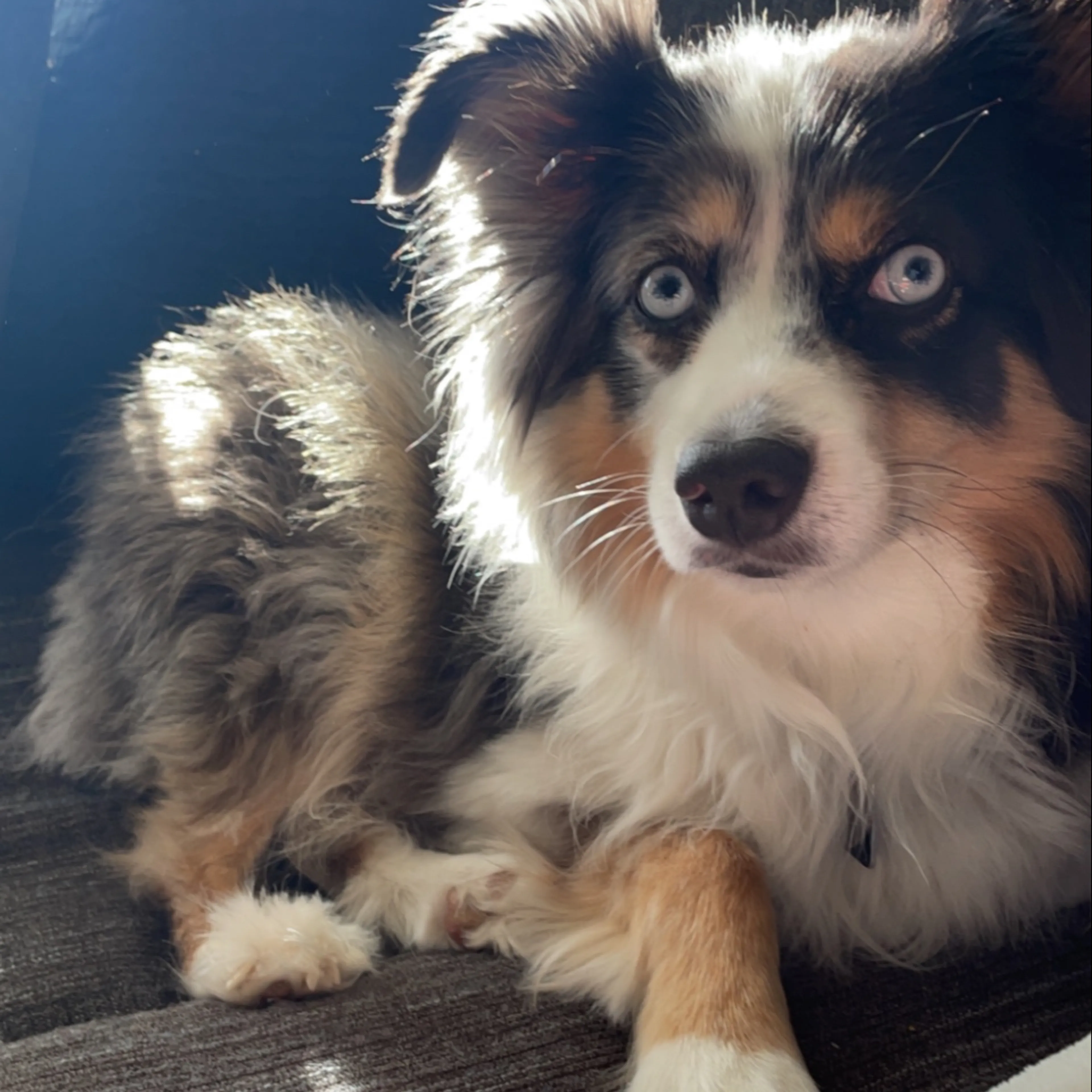 Lost pet-3