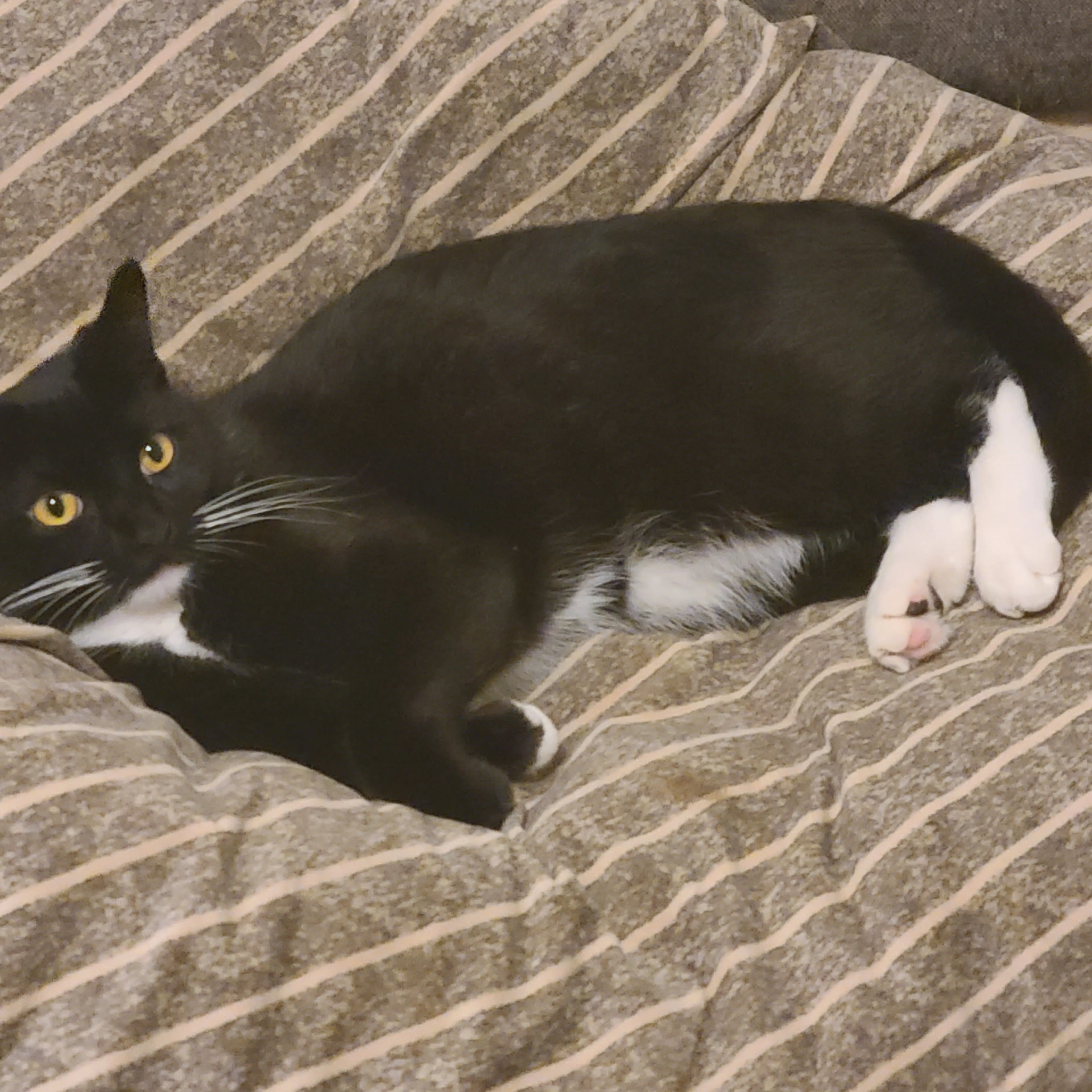 Lost pet-2