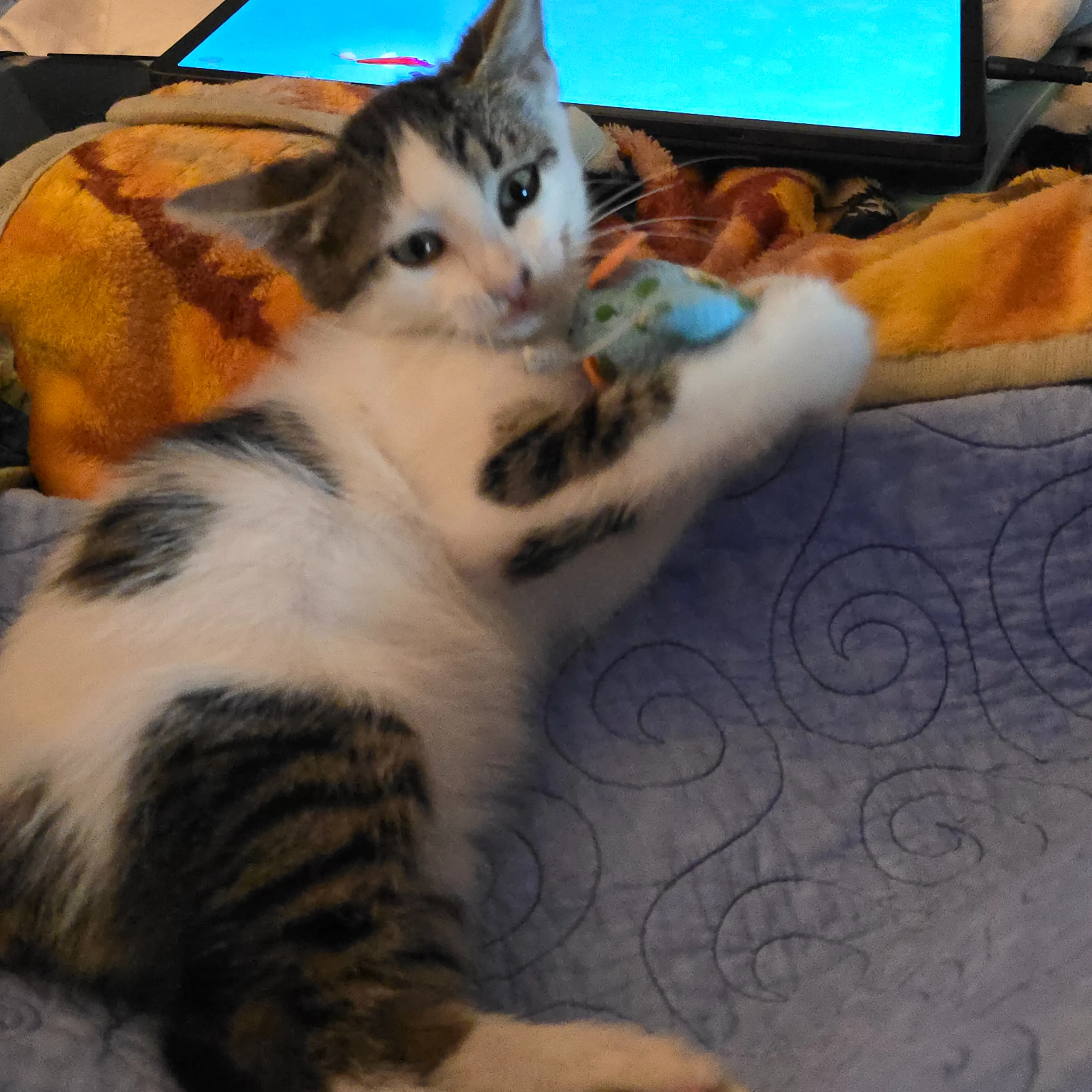 Found pet-3