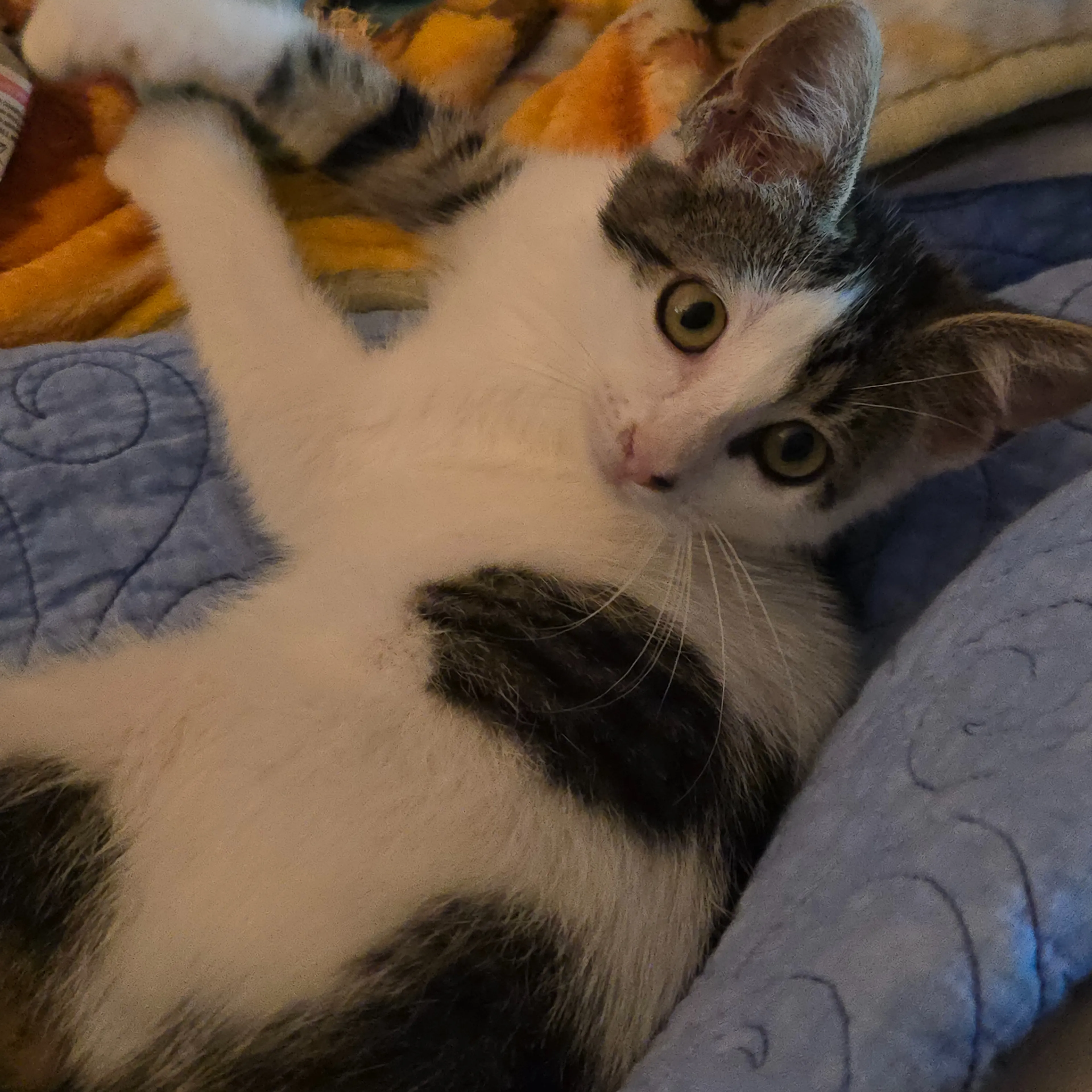 Found pet-1