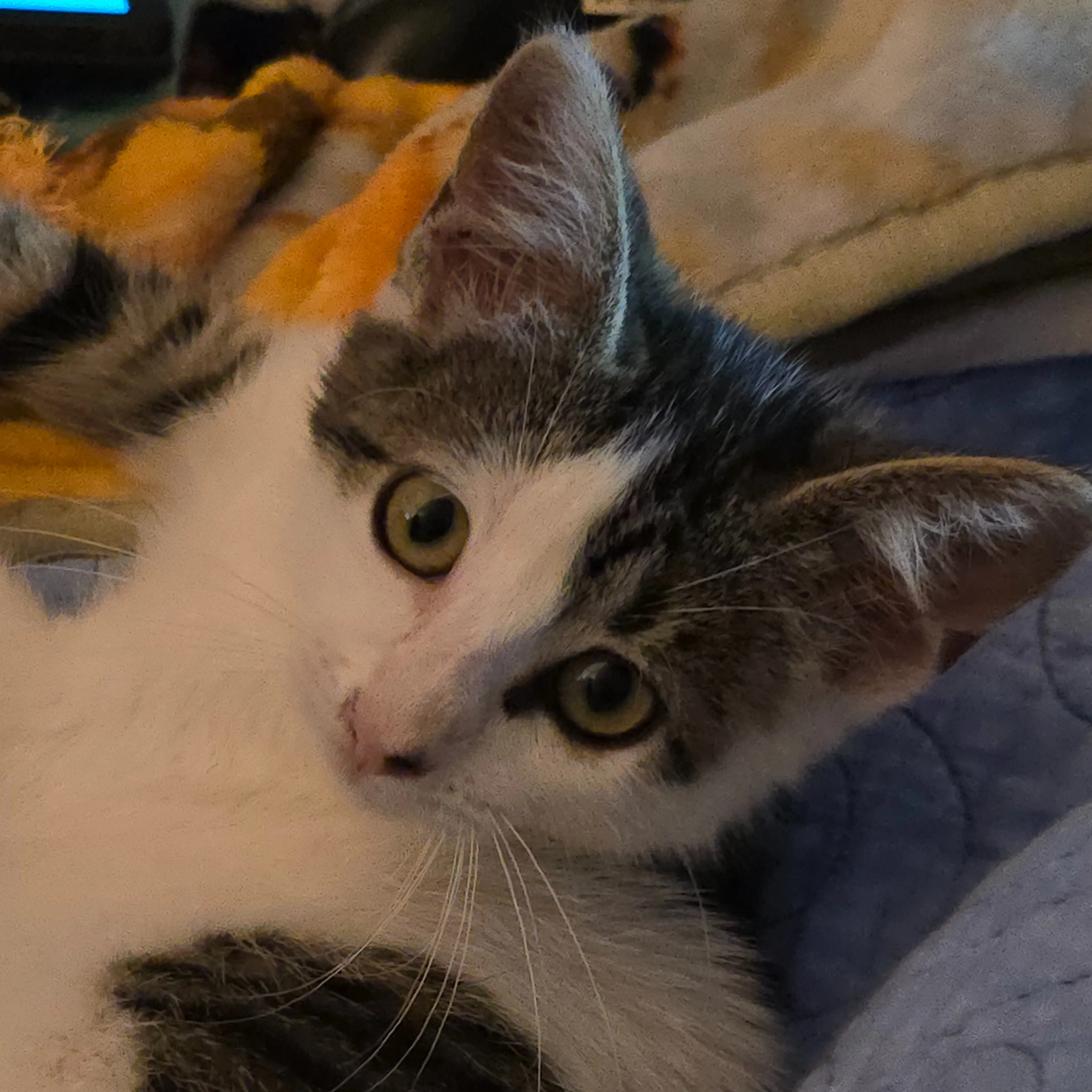 Found pet-2
