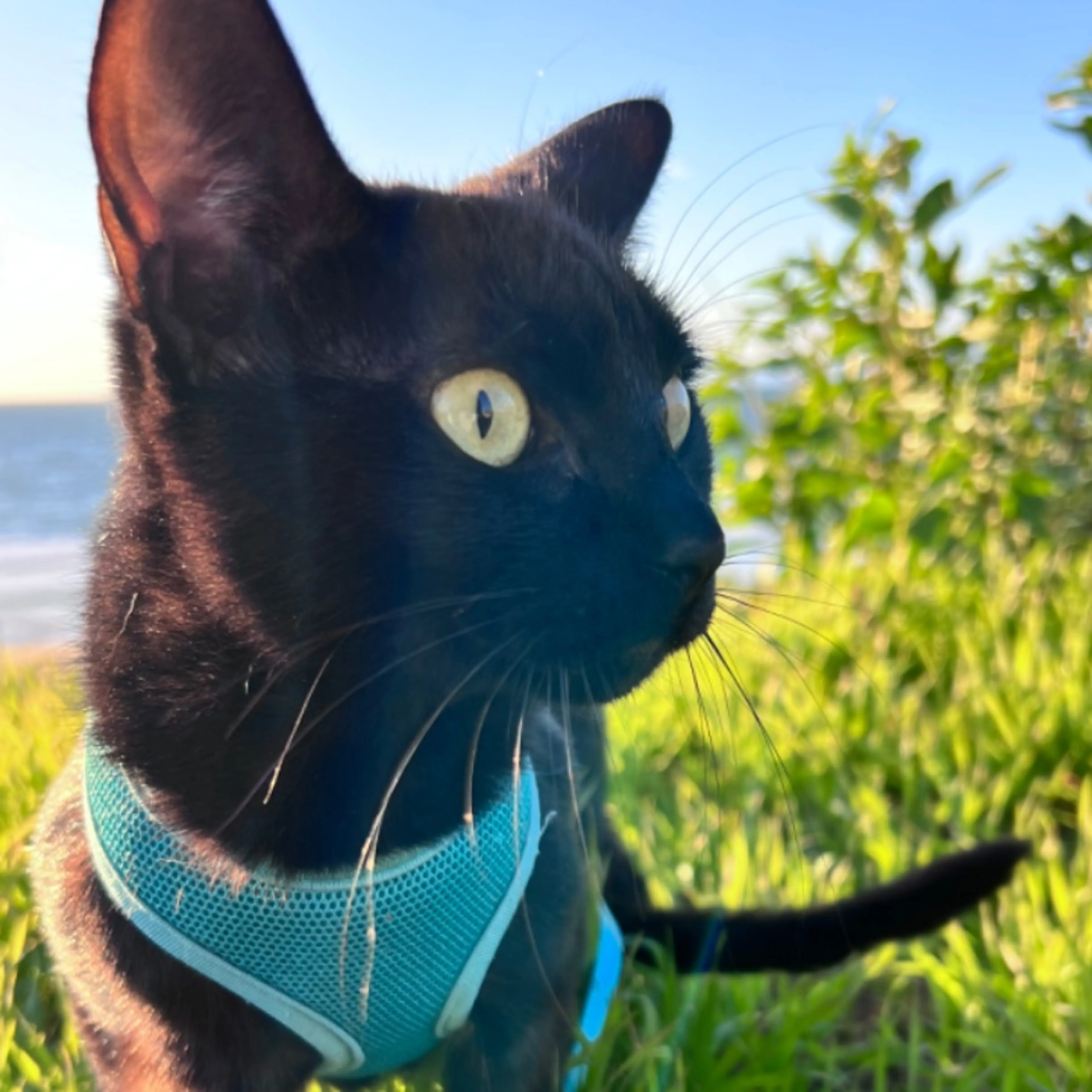 Lost pet-0