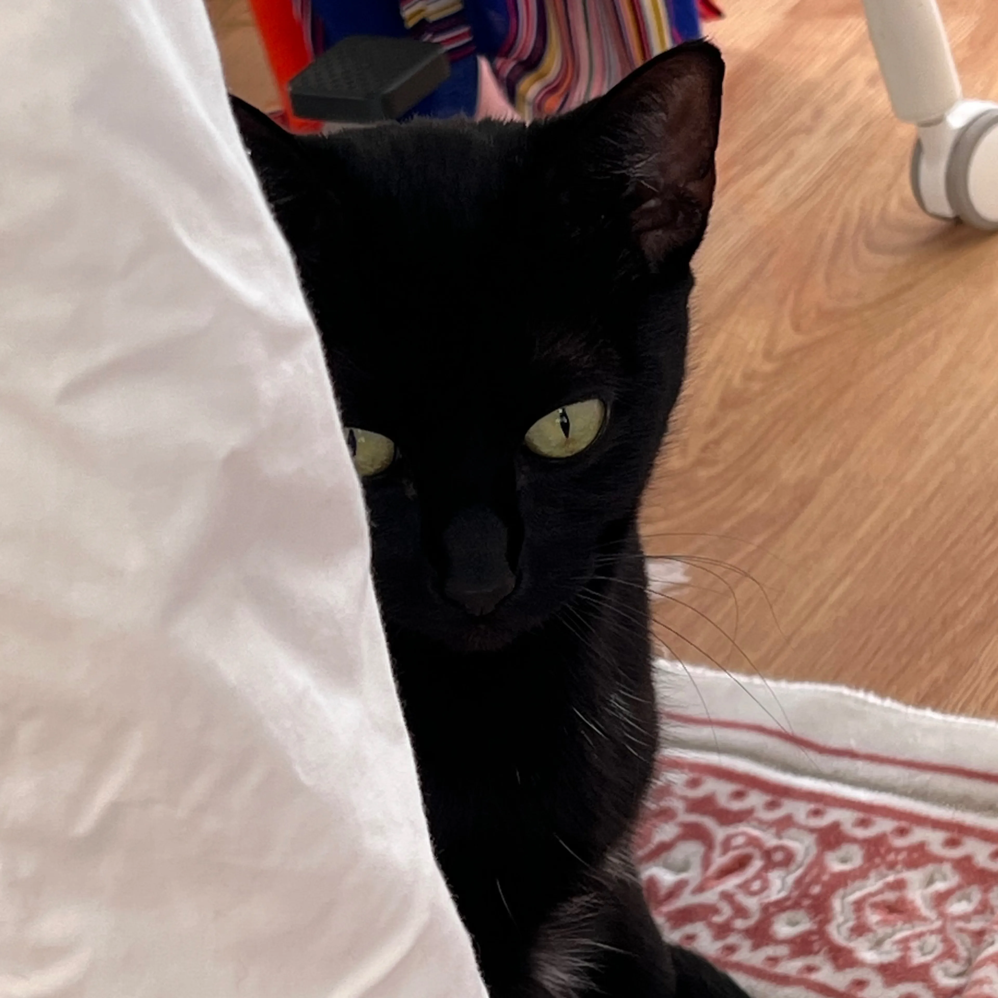 Lost pet-2