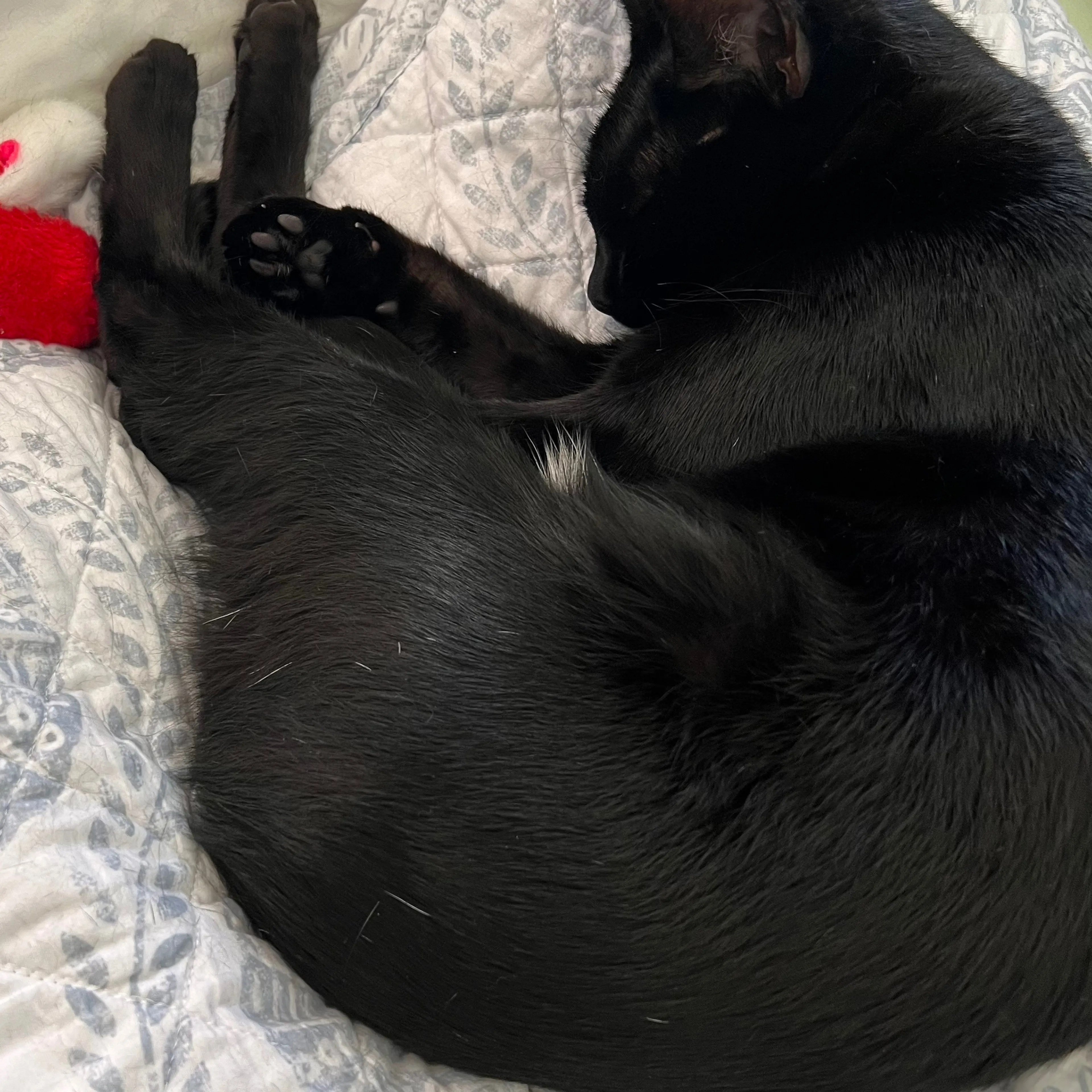 Lost pet-3