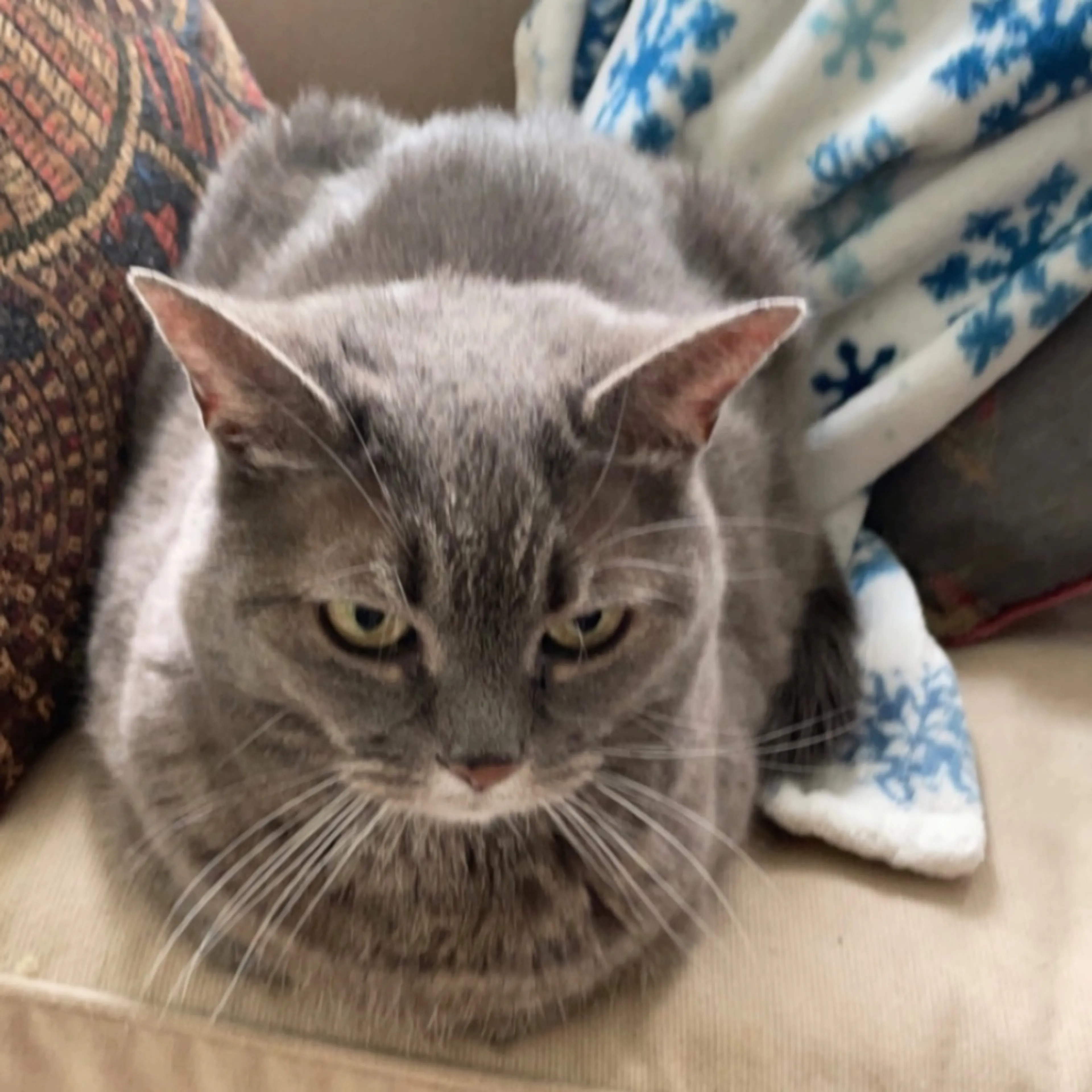 Lost pet-0