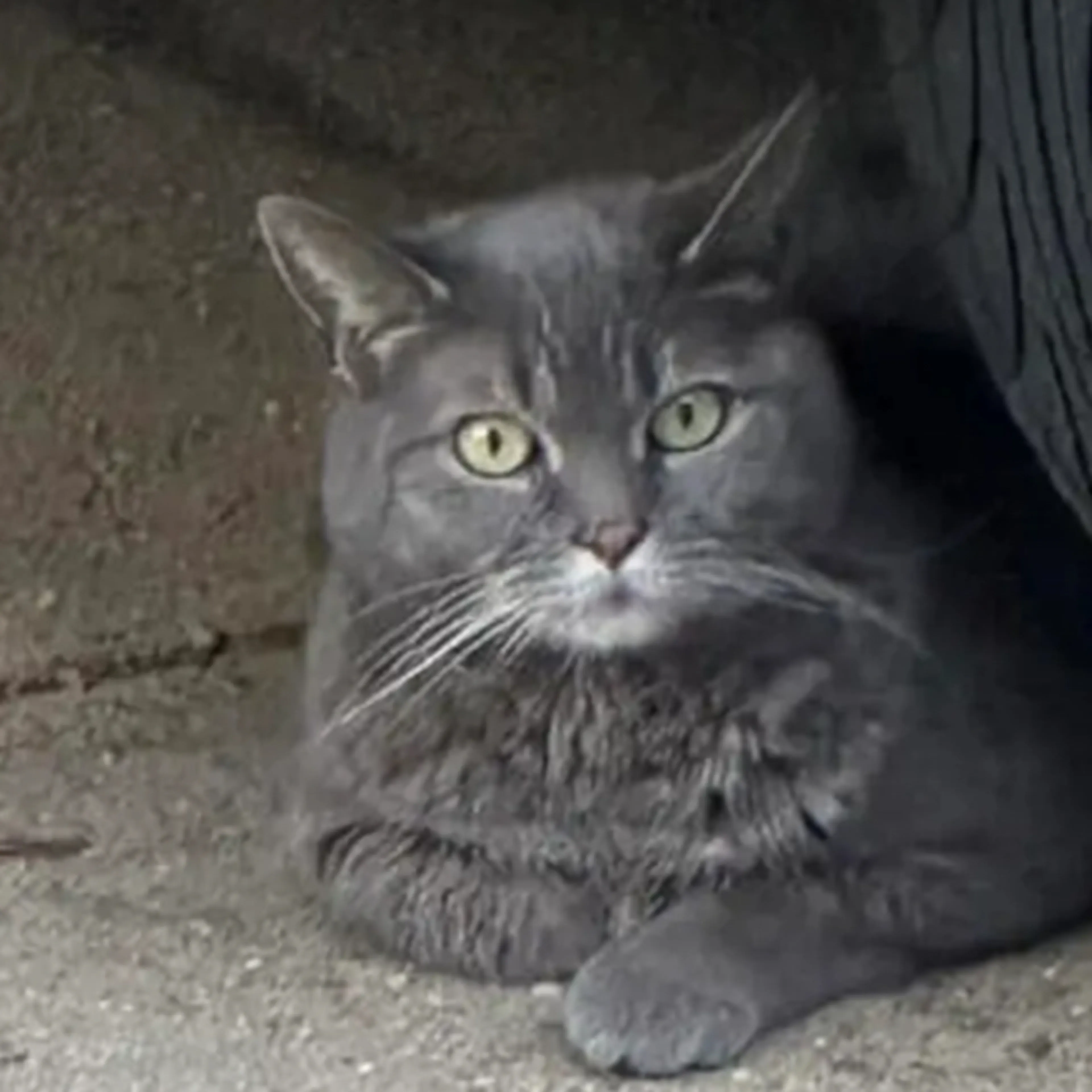 Lost pet-2