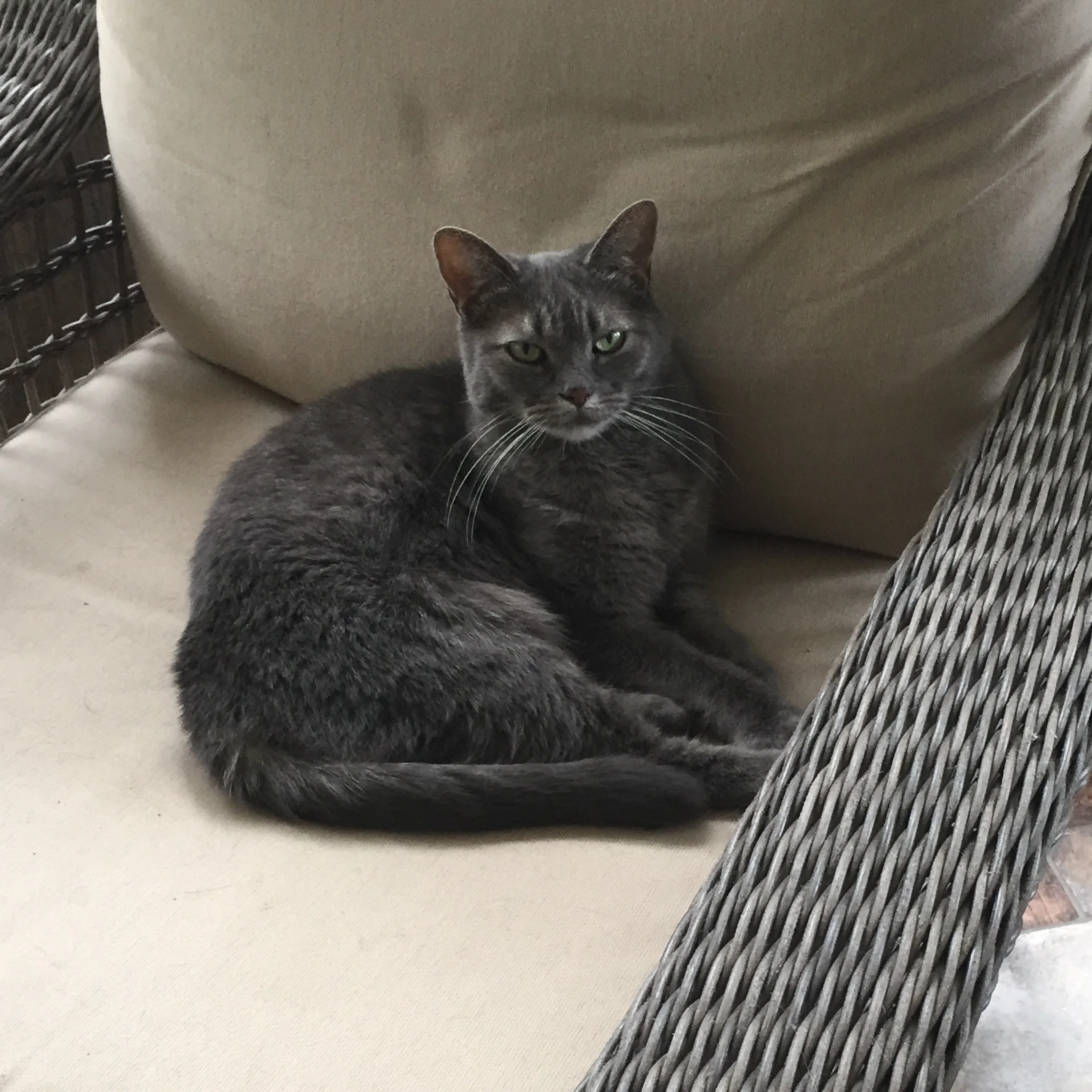 Lost pet-1