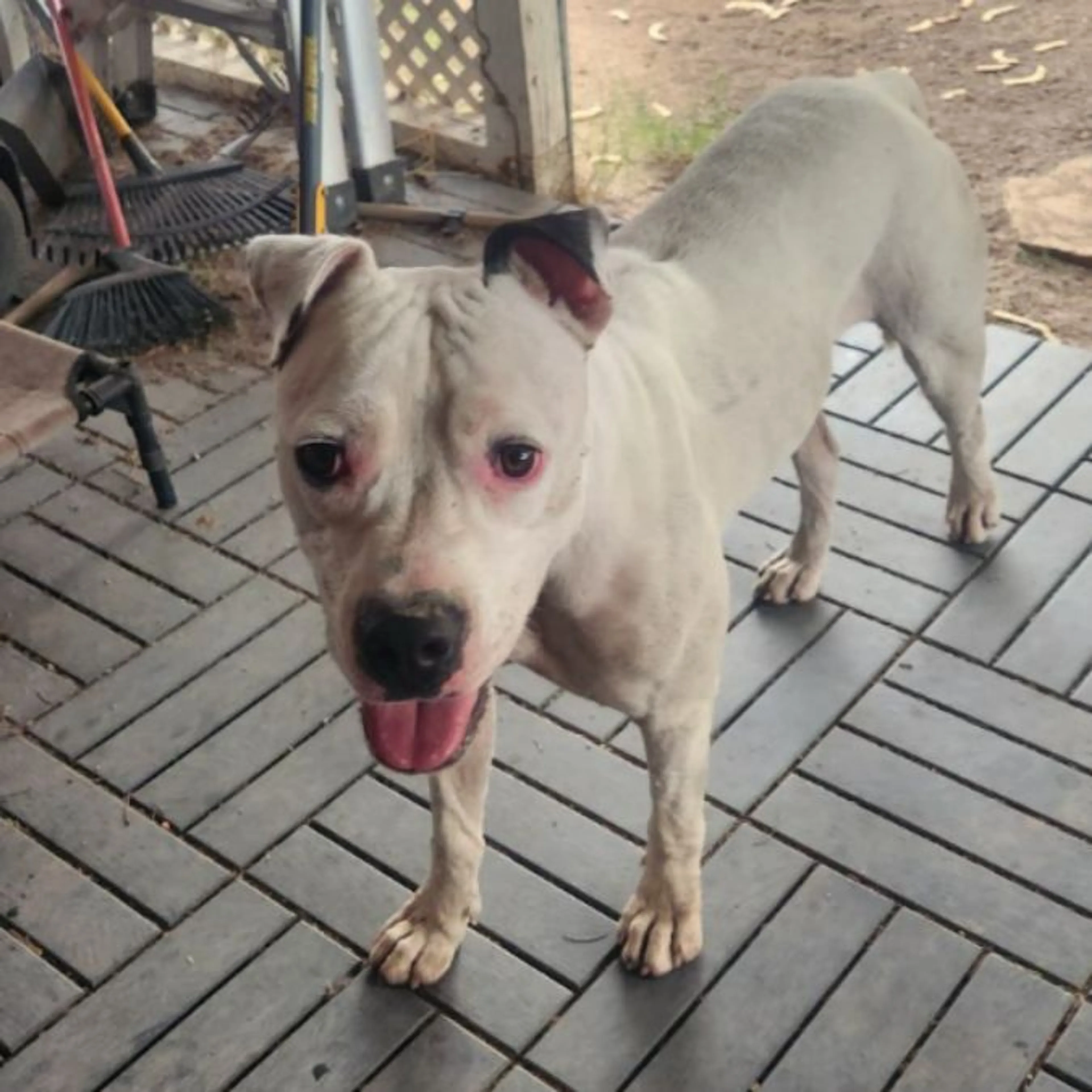 Lost pet-0