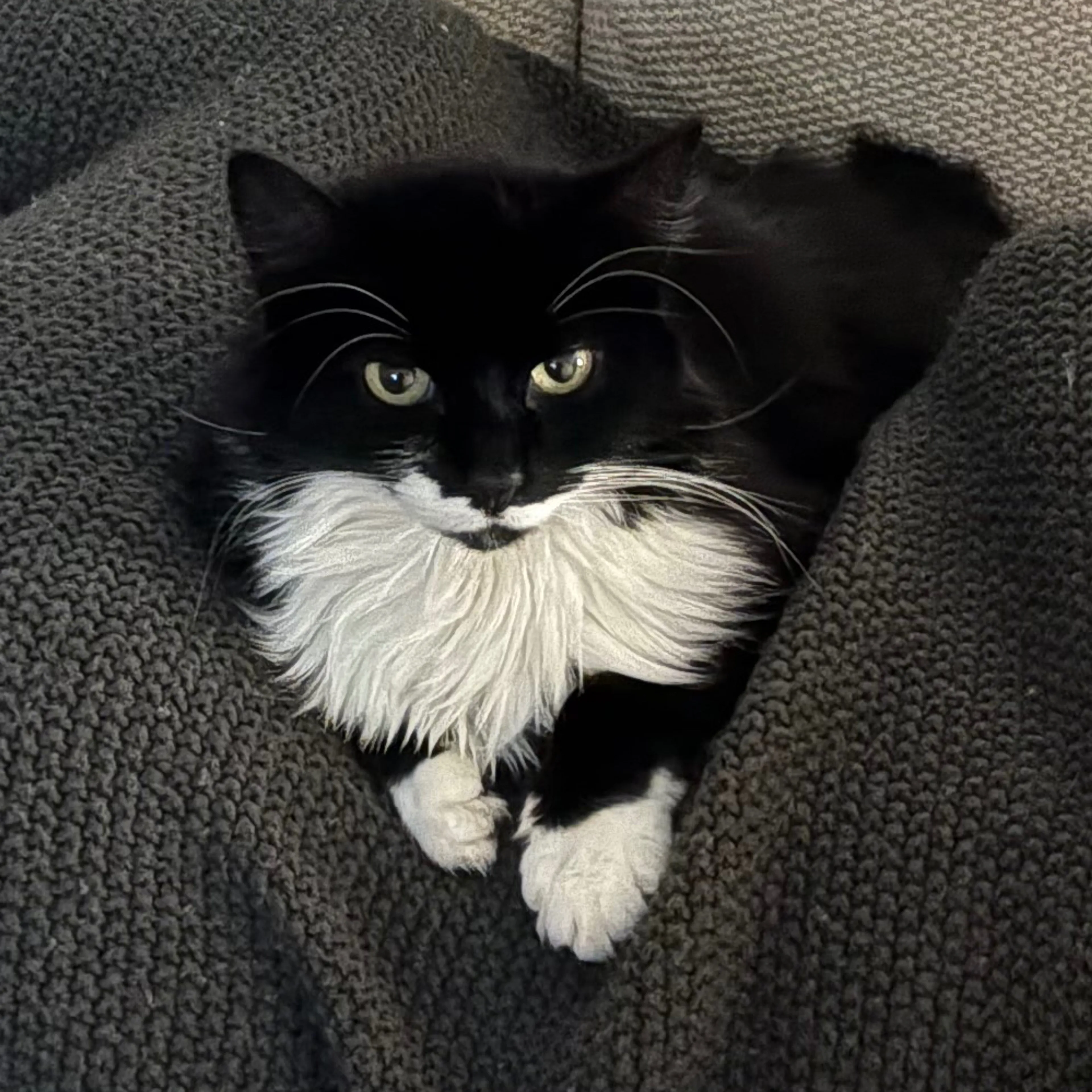 Lost pet-2
