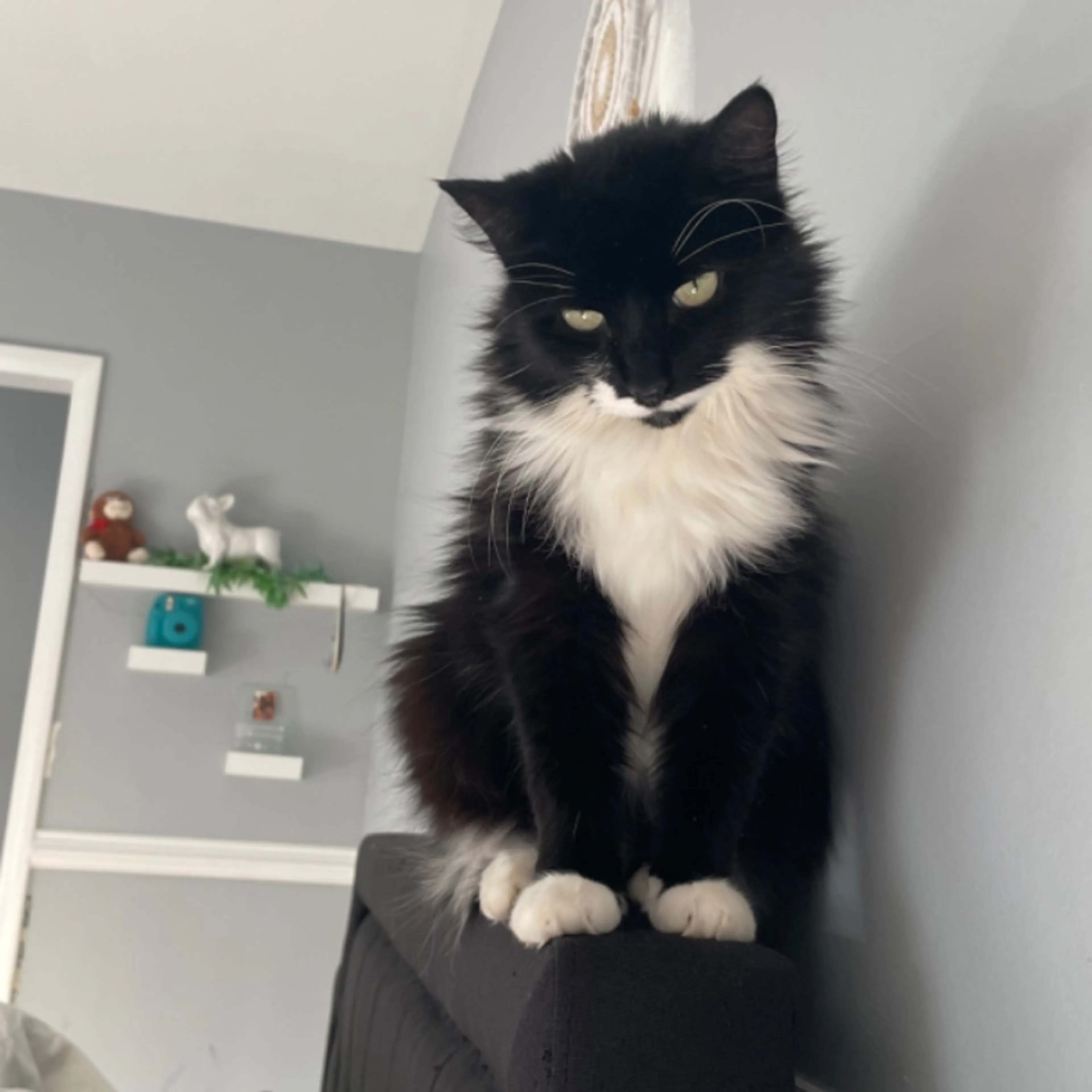 Lost pet-0