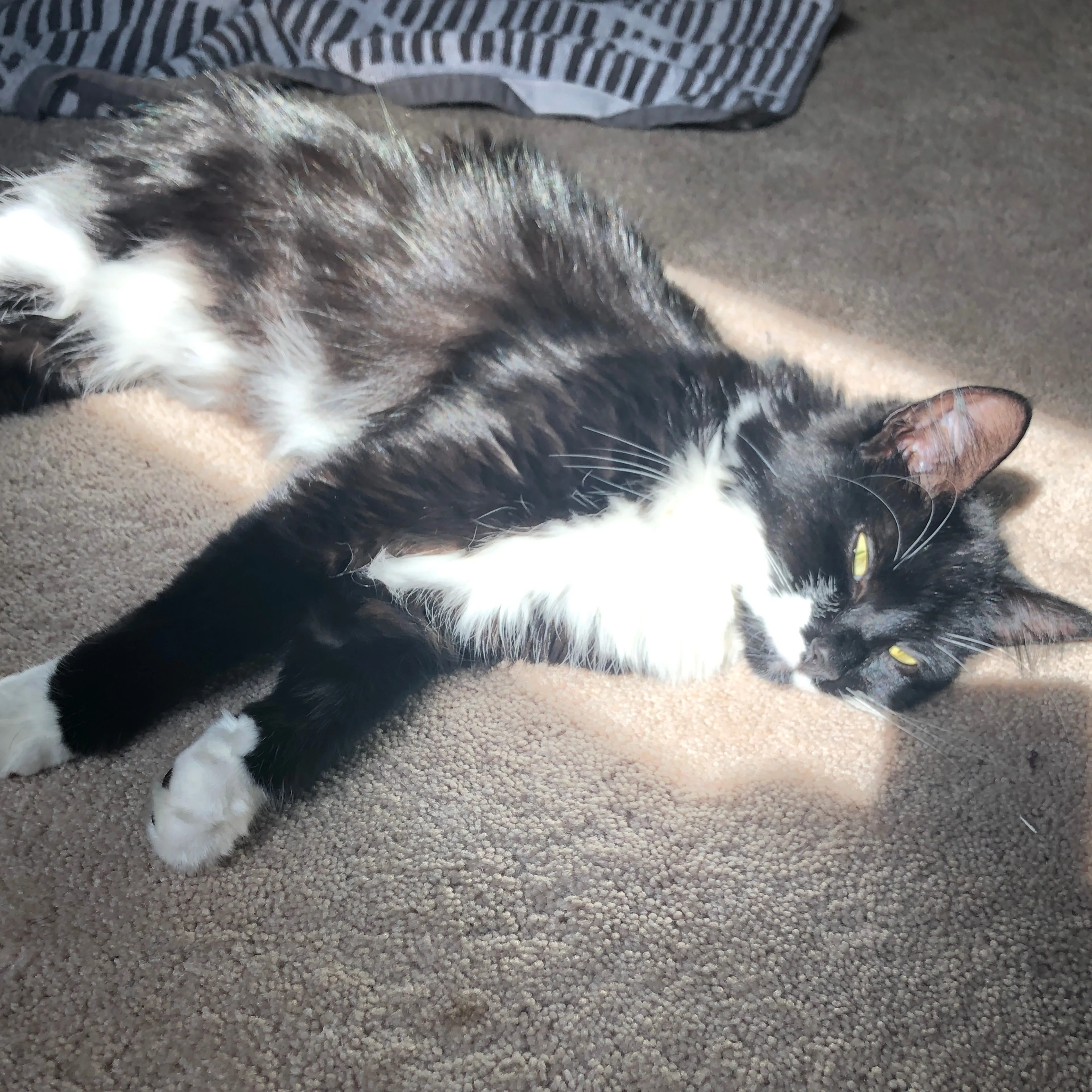 Lost pet-1