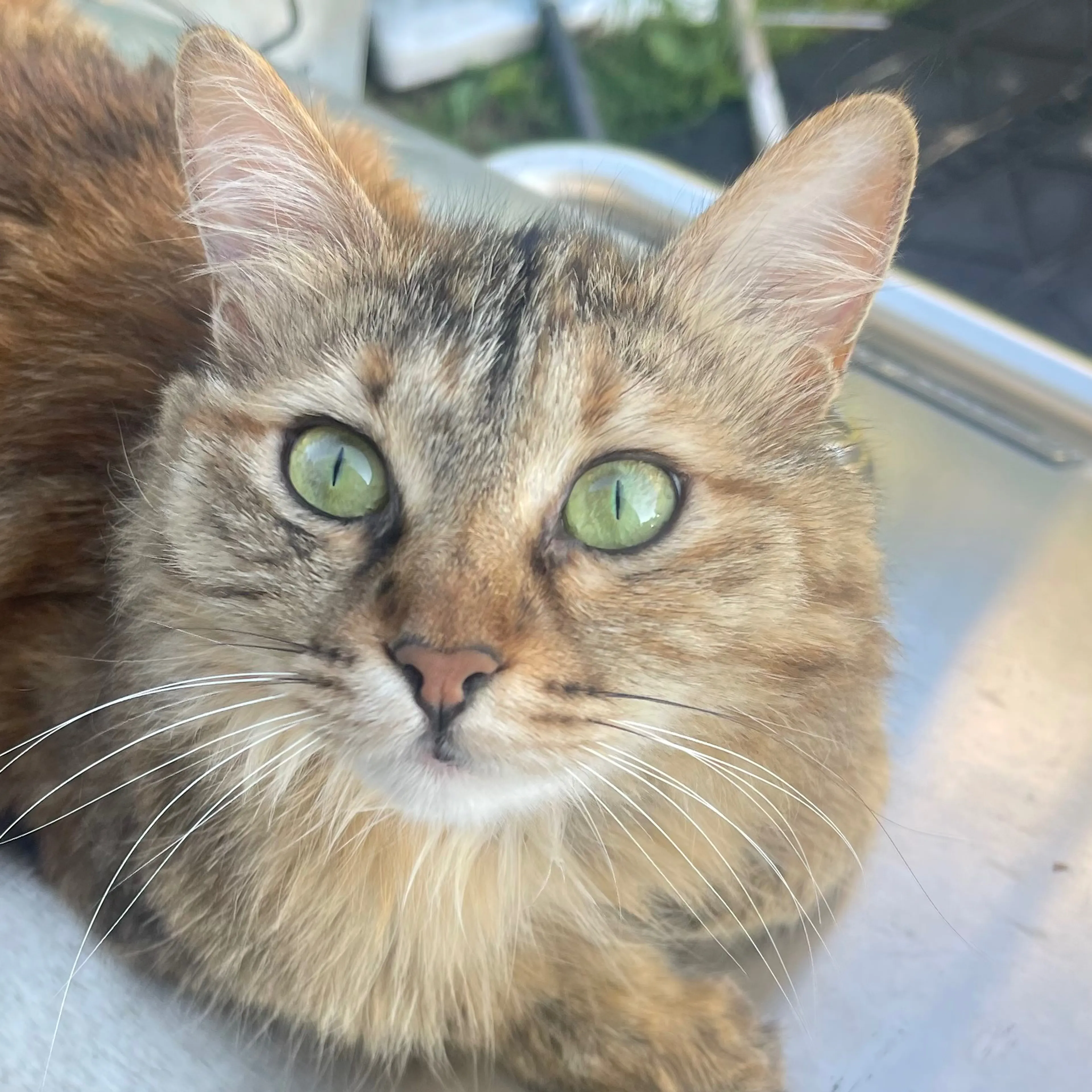 Lost pet-2