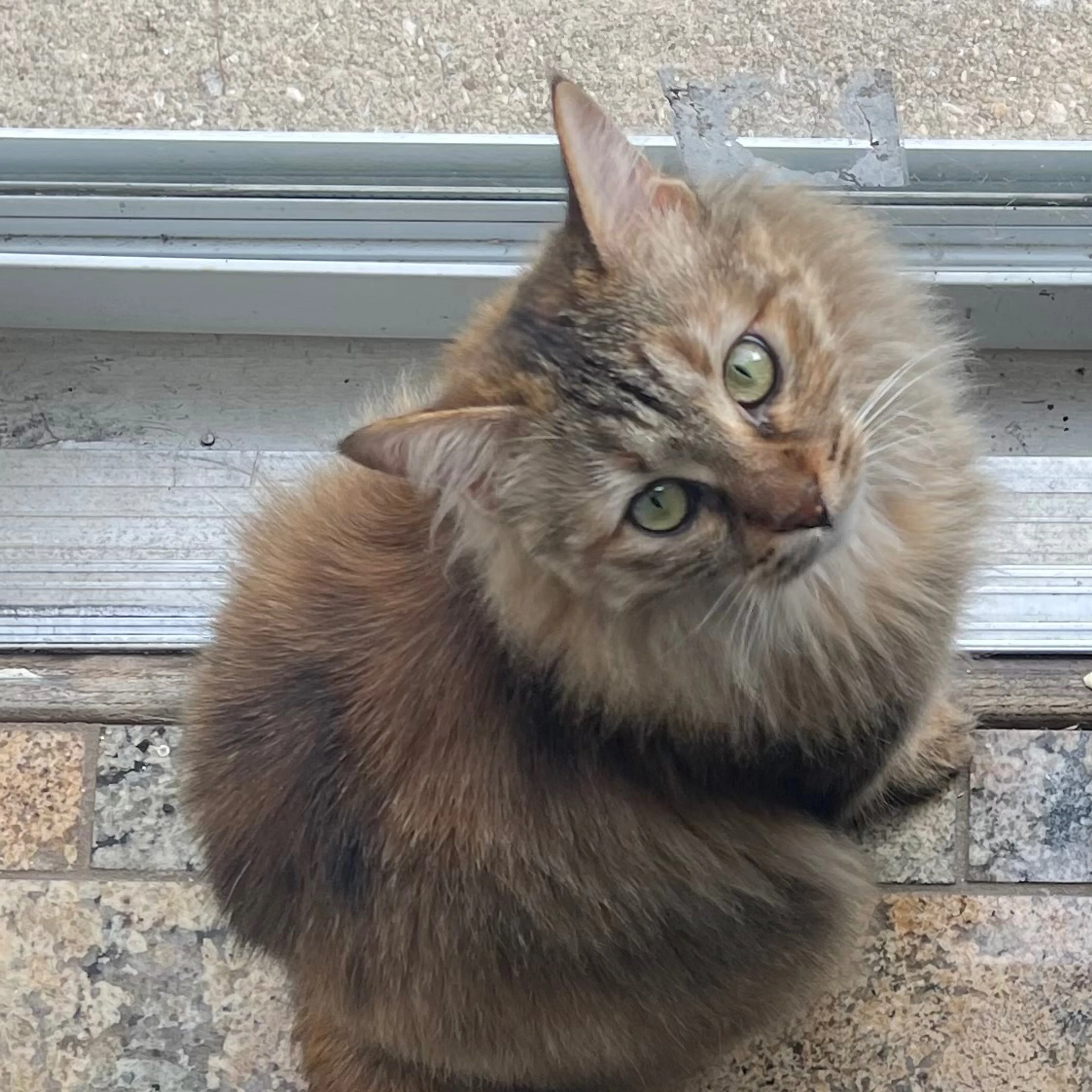 Lost pet-3