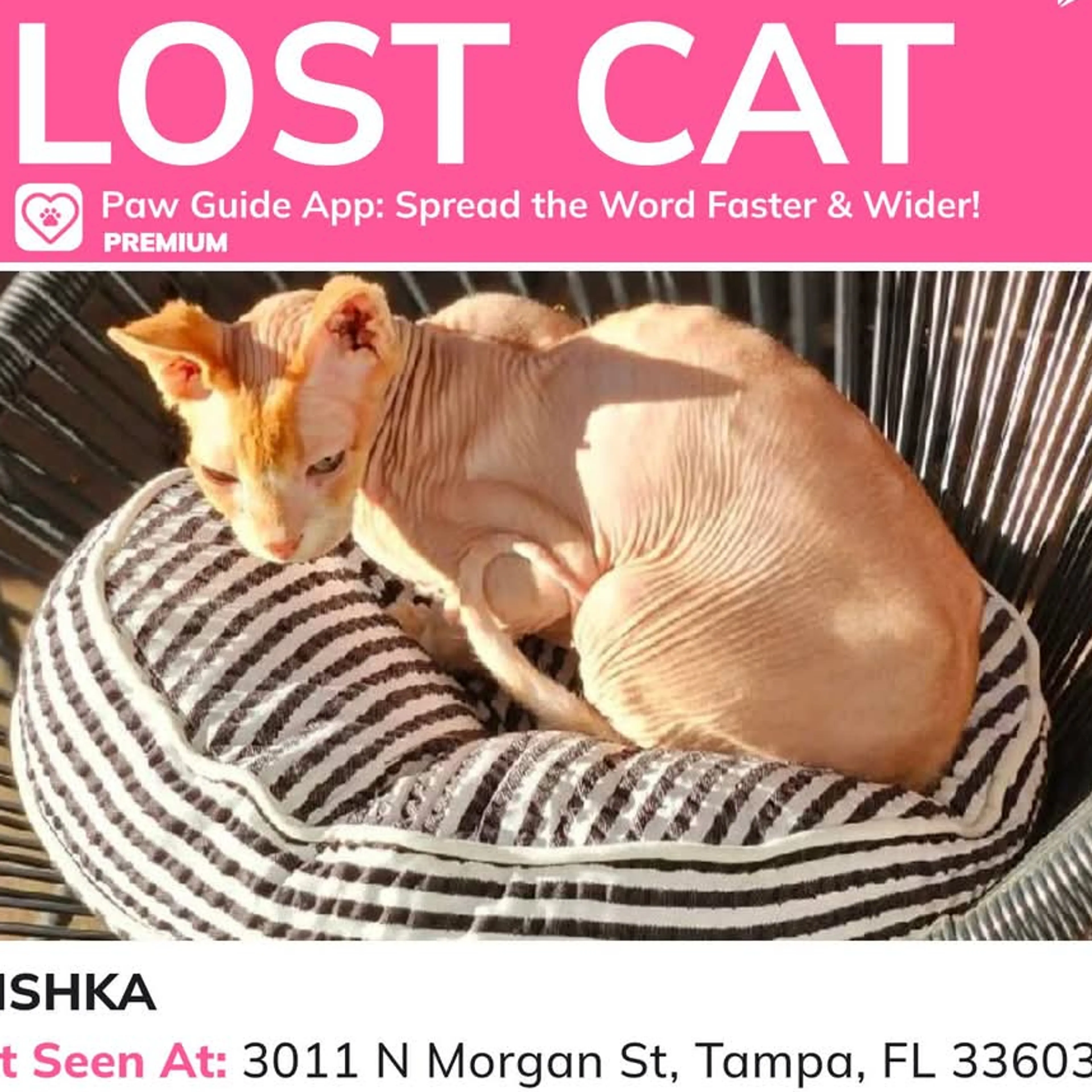 Lost pet-1