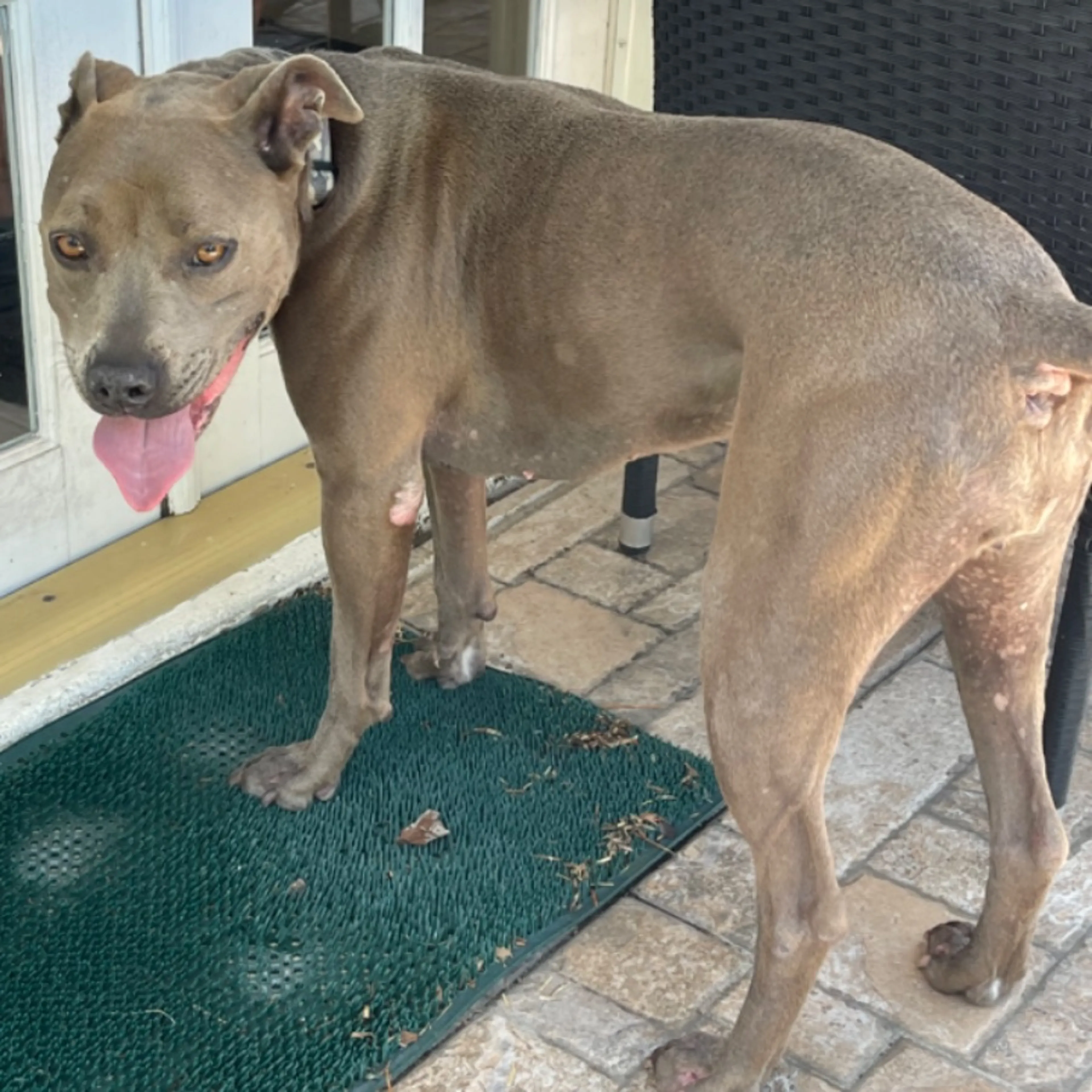 Lost pet