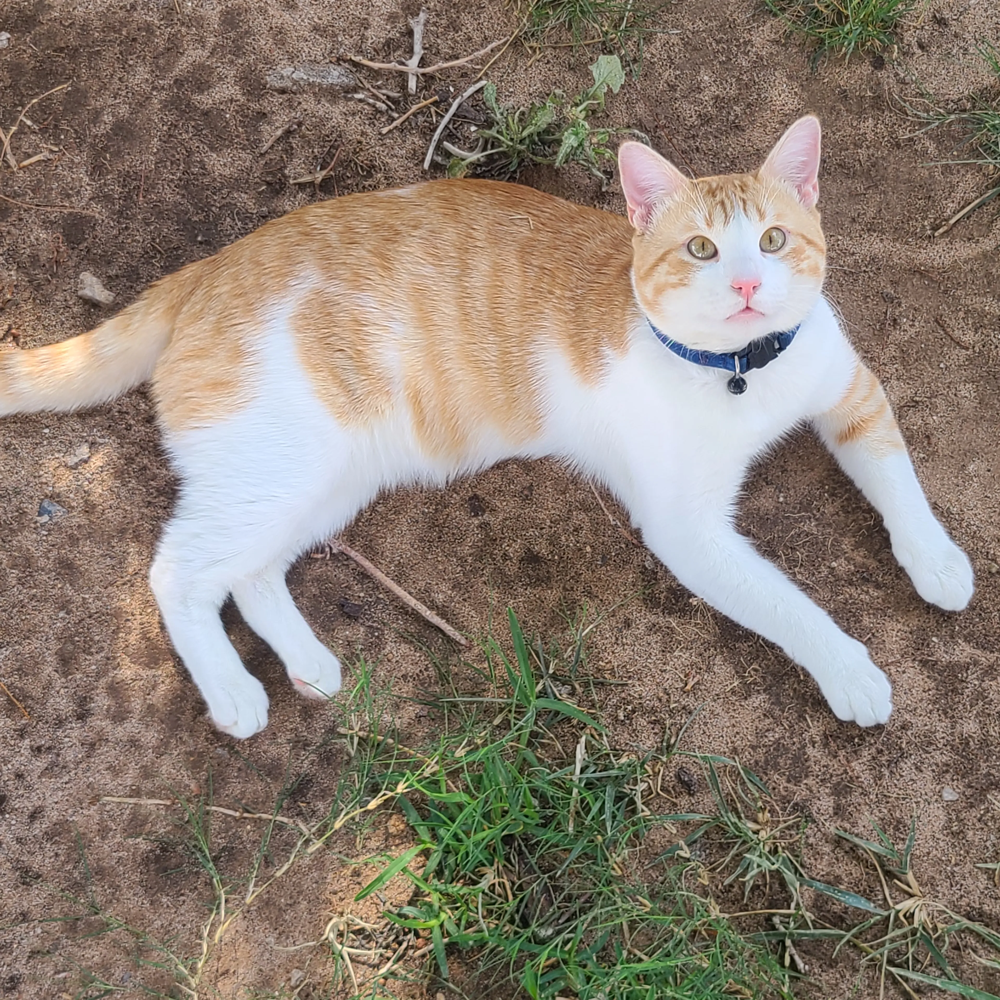 Lost pet-1
