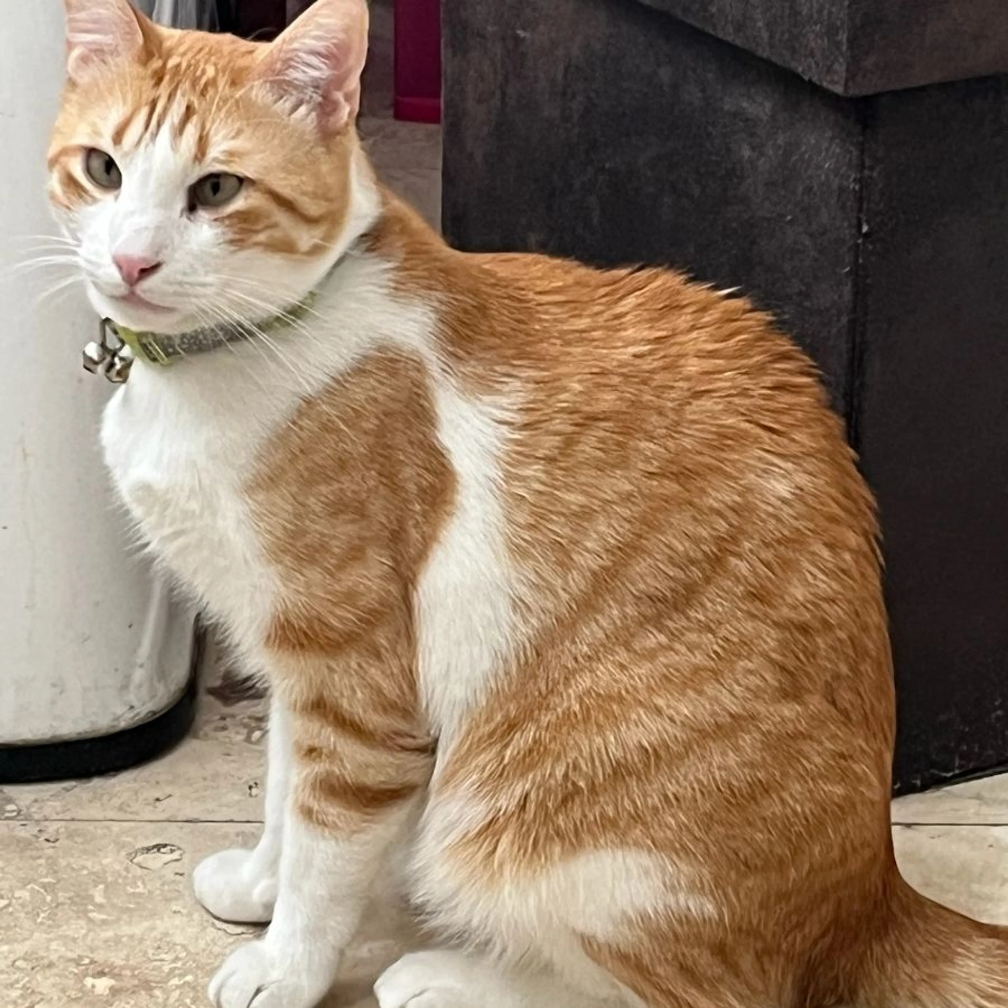 Lost pet-0