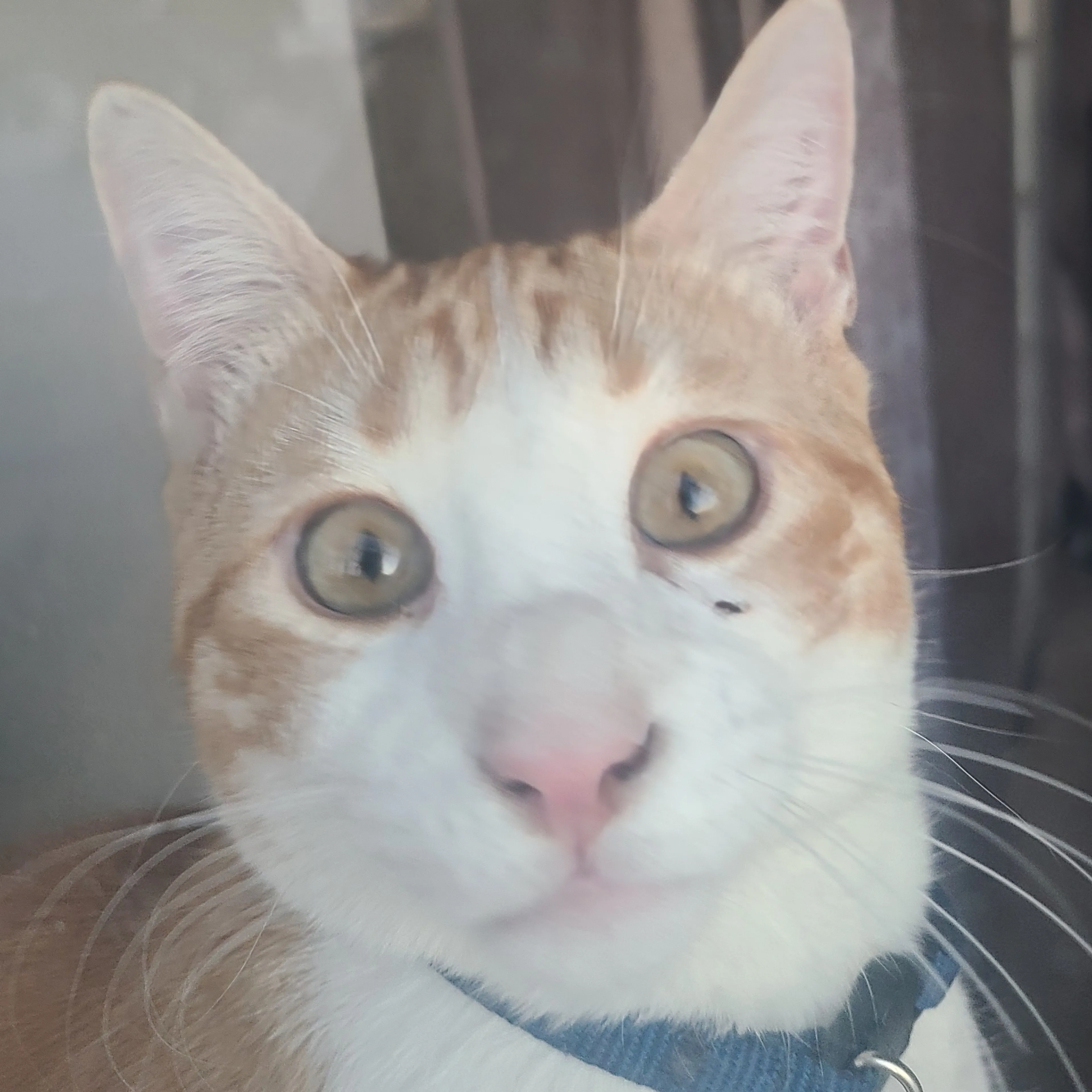 Lost pet-2