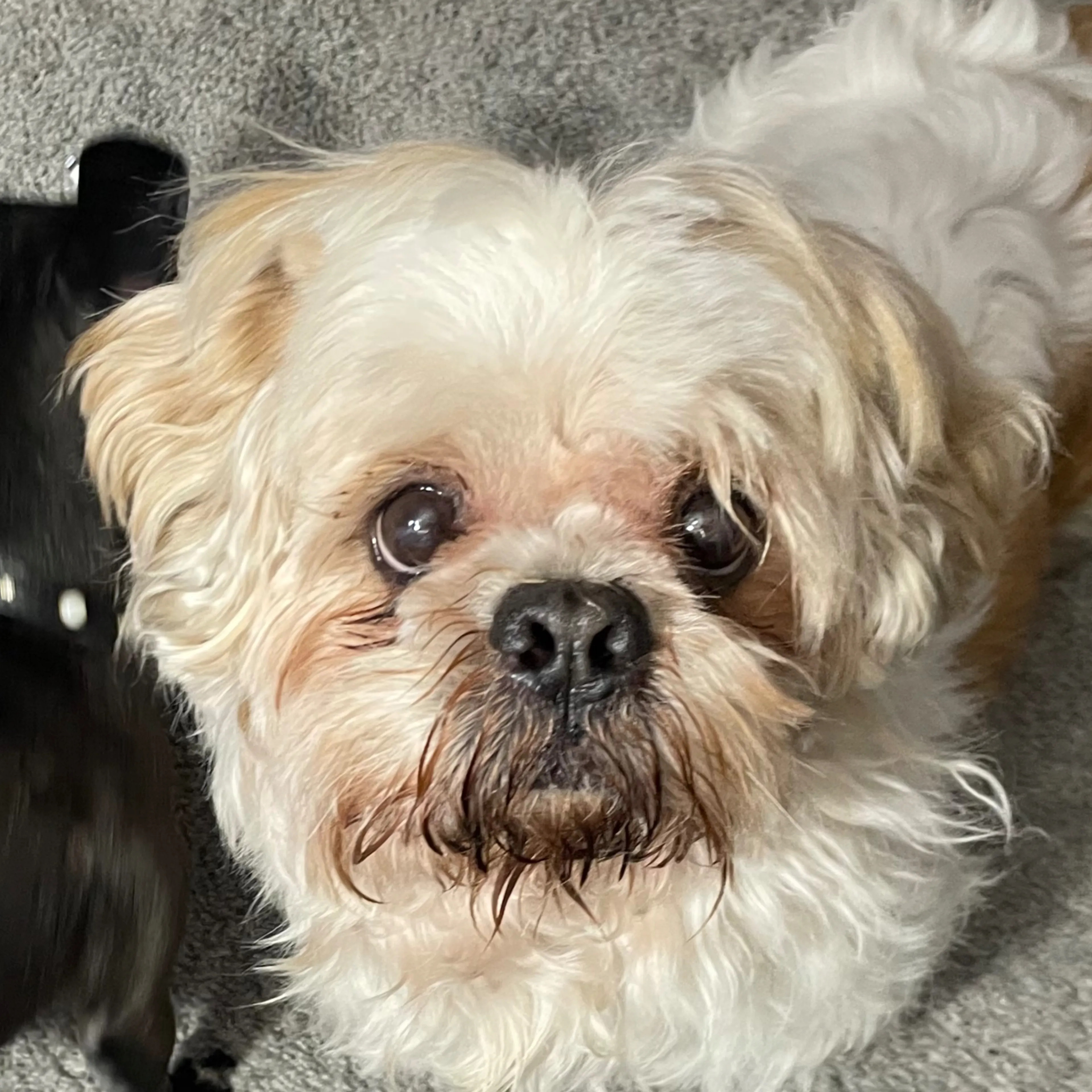 Lost pet-2