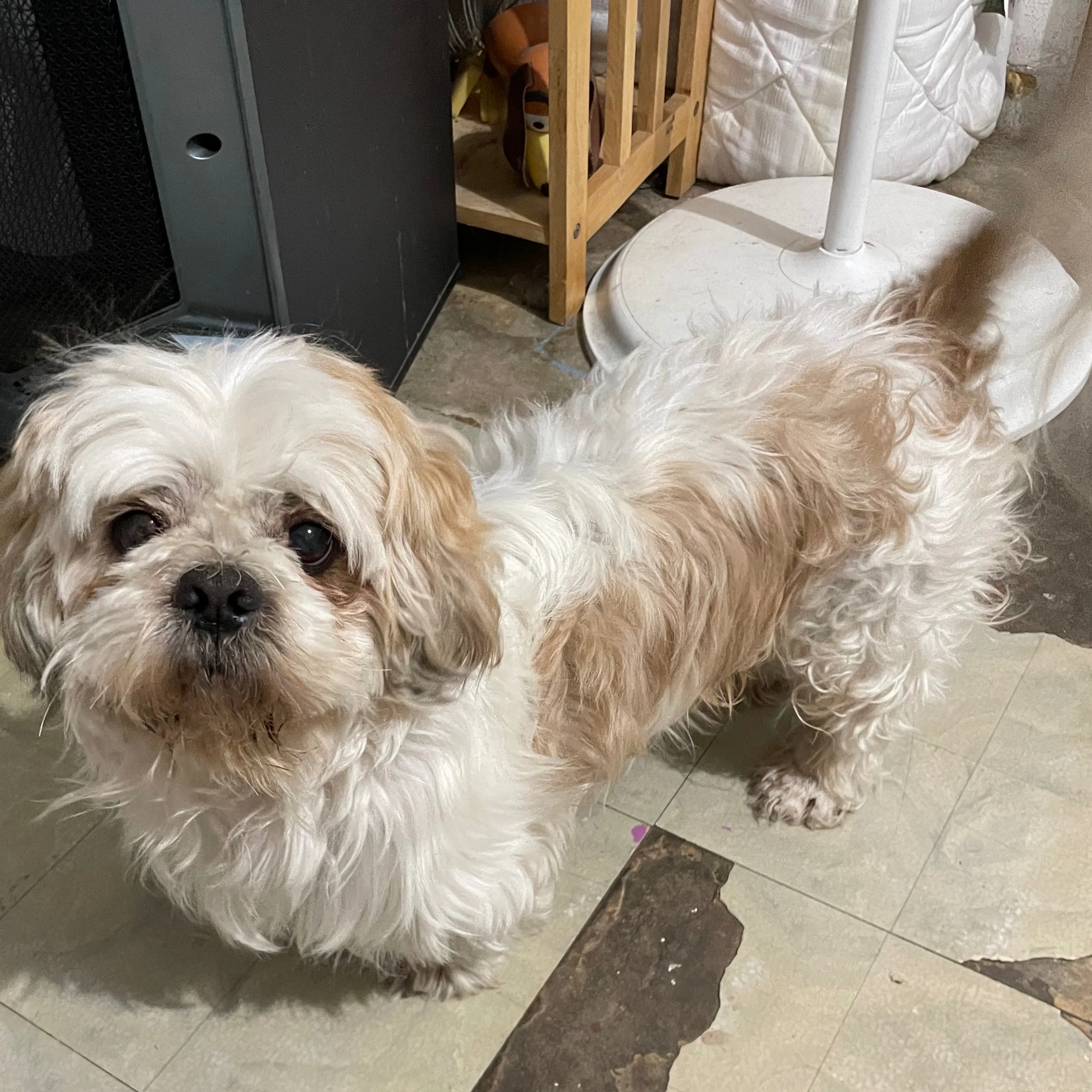 Lost pet-3