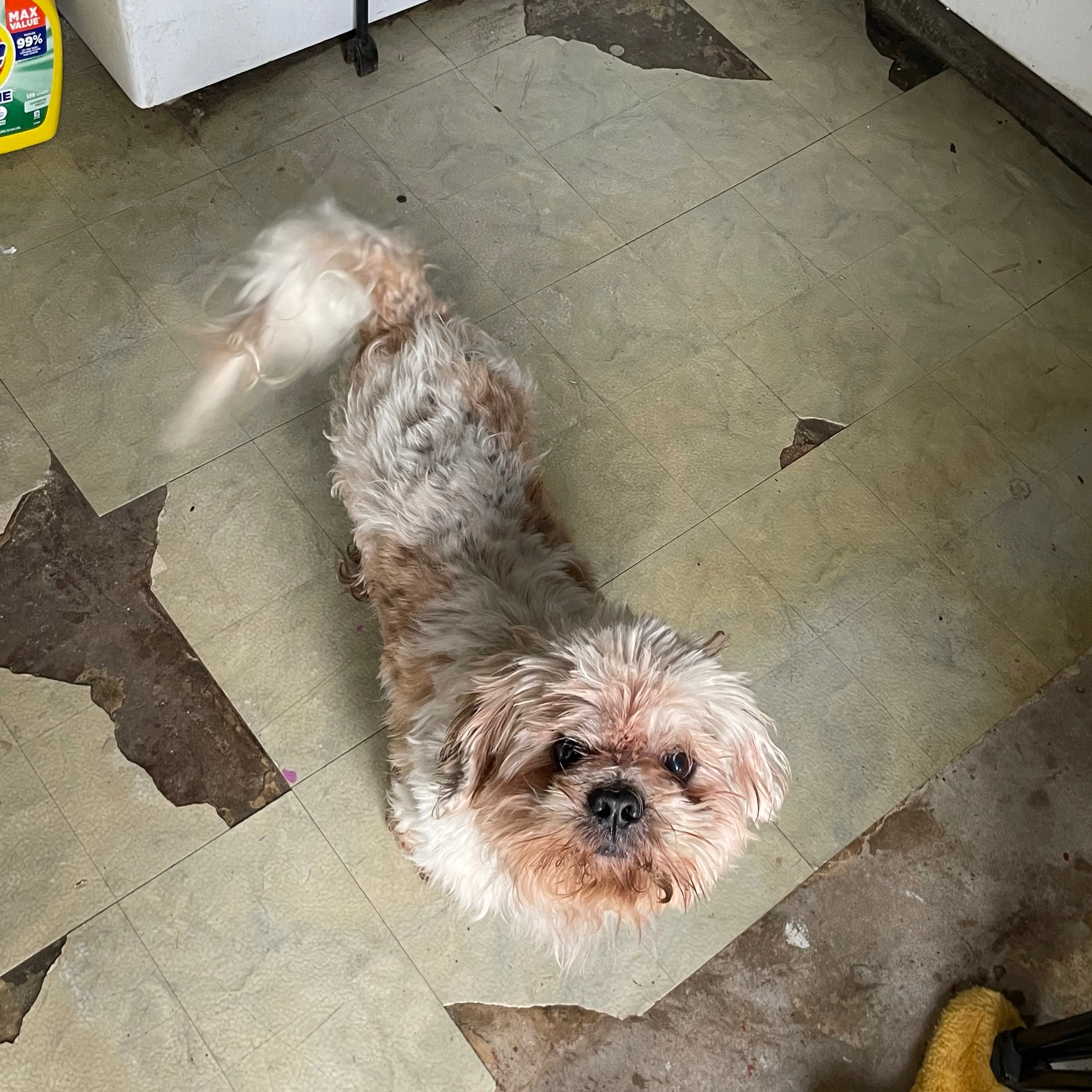 Lost pet-1