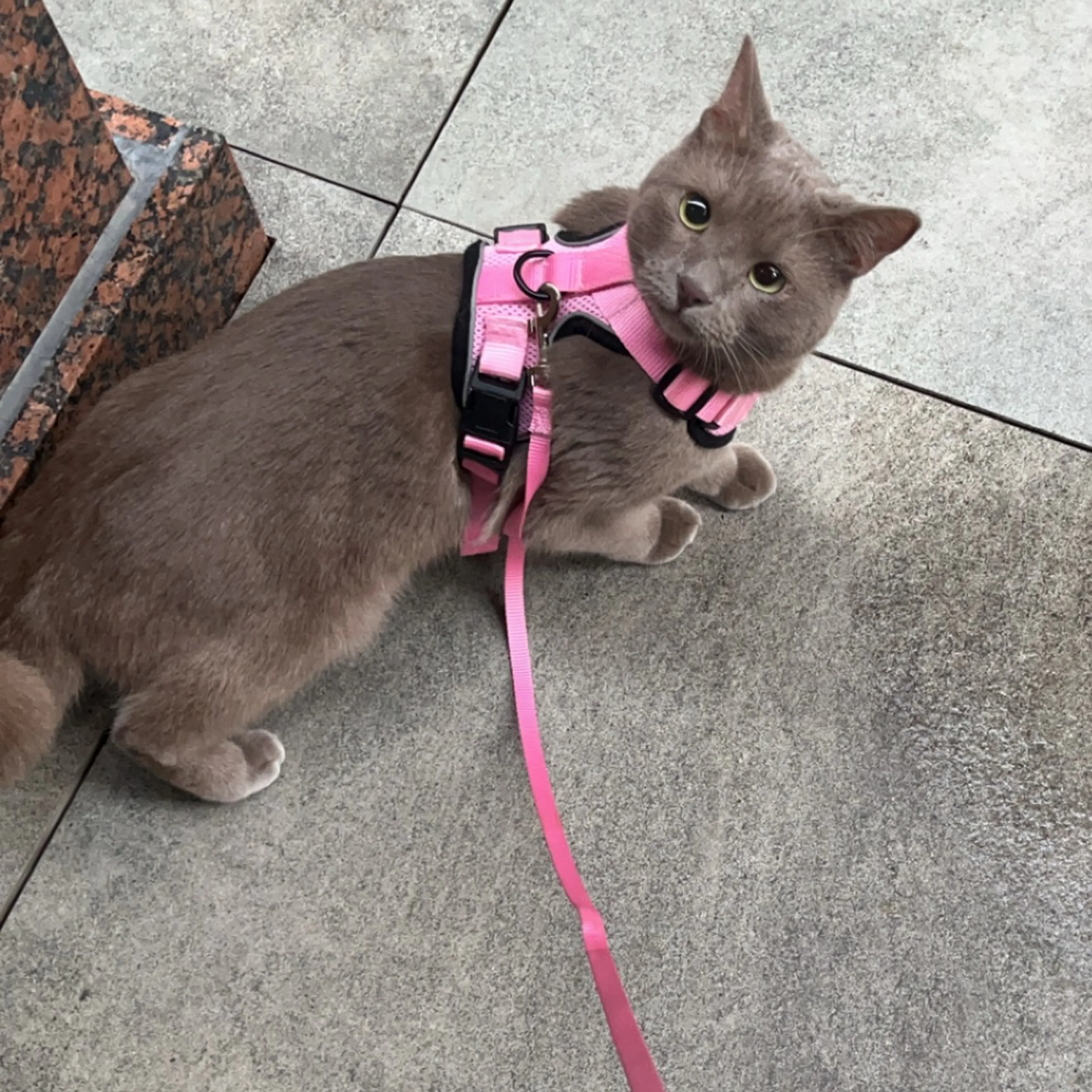 Lost pet-2