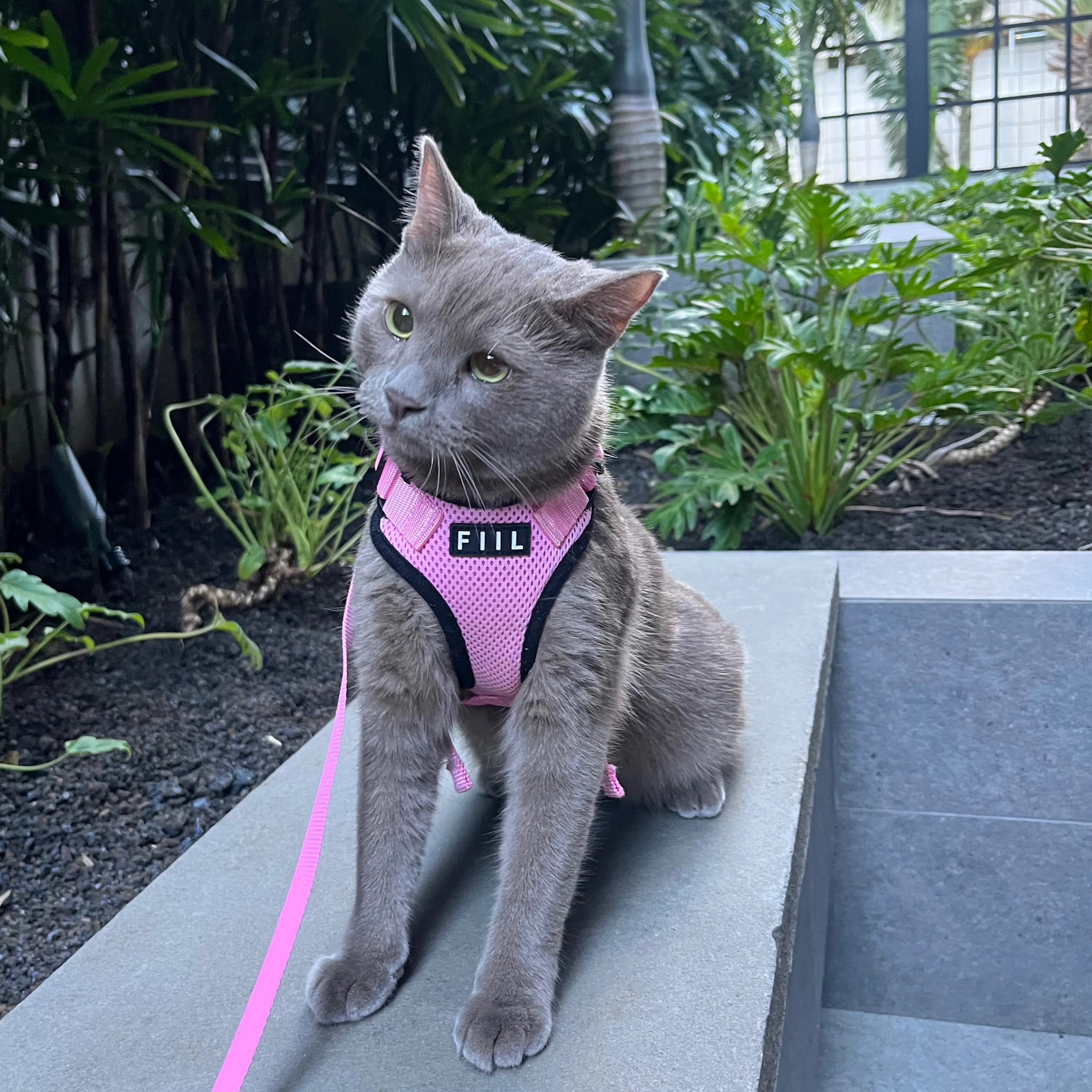 Lost pet-3