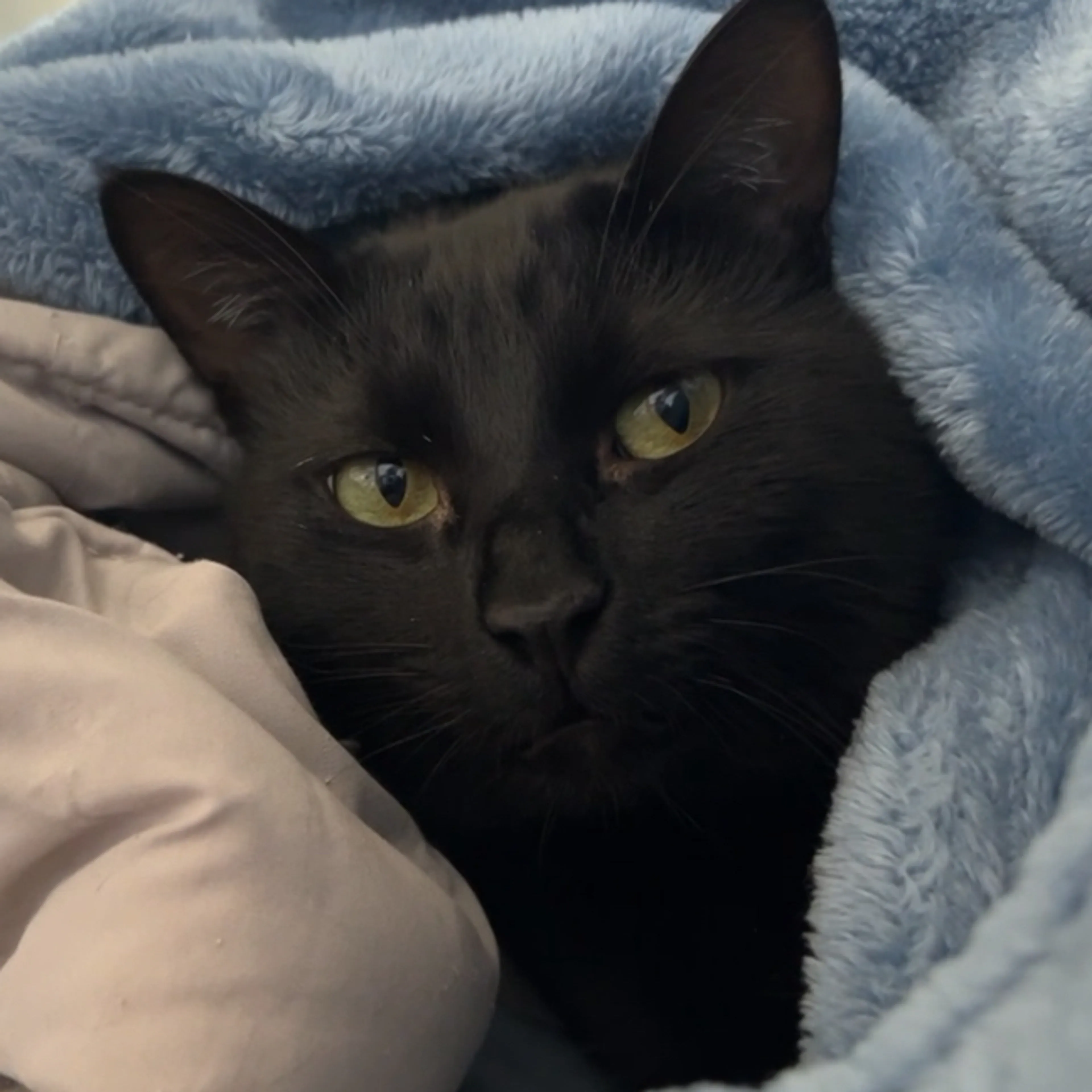 Lost pet-2