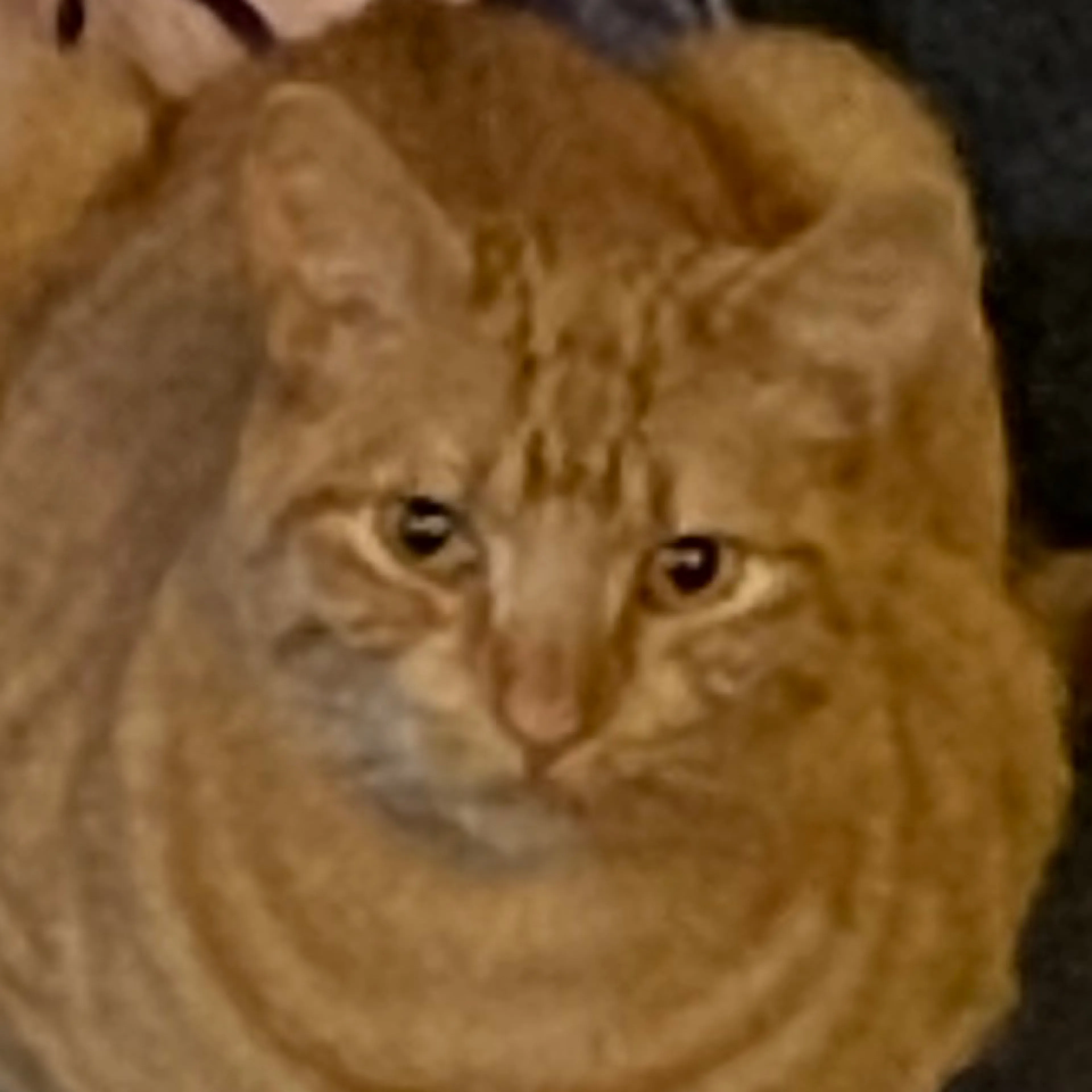 Lost pet-2