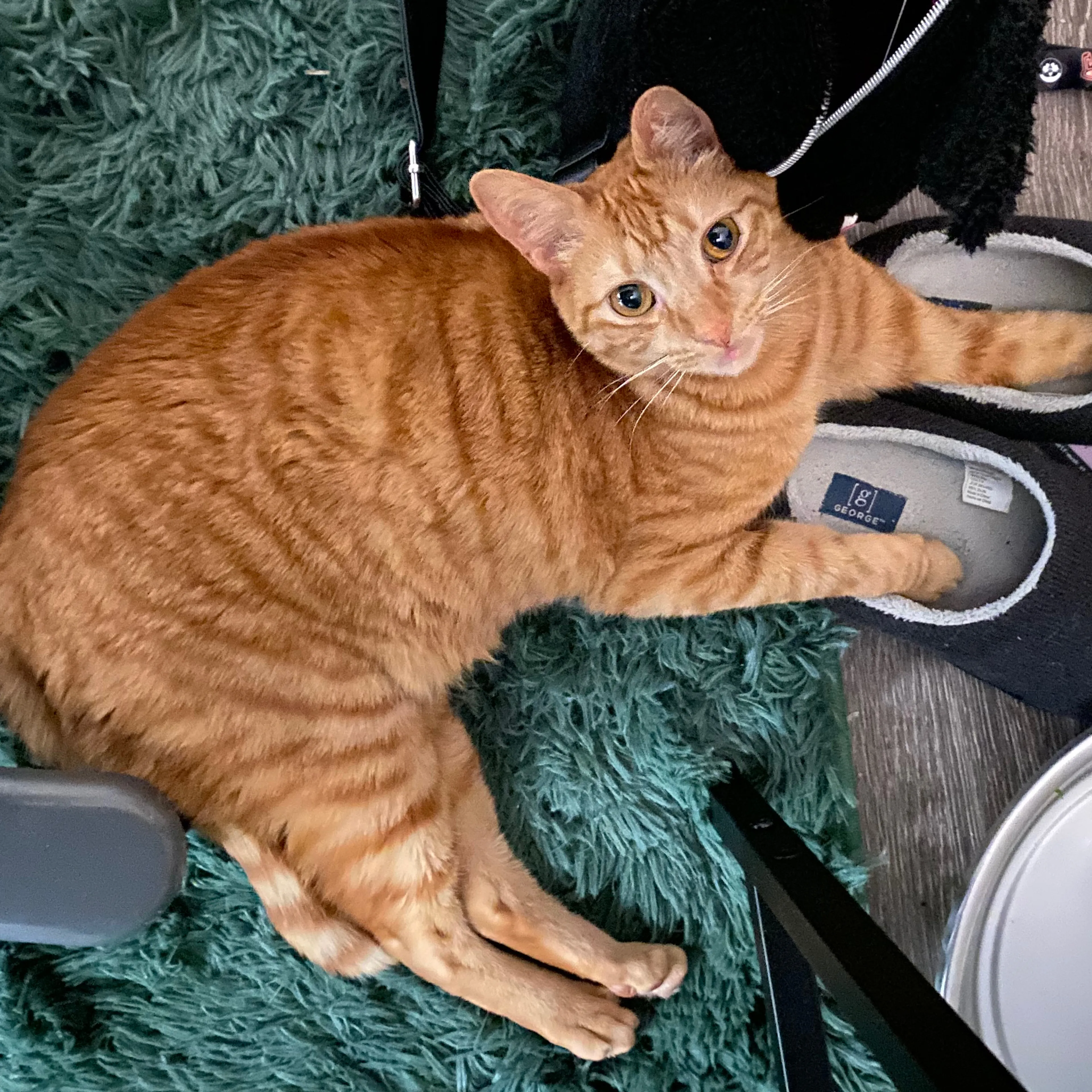 Lost pet-0