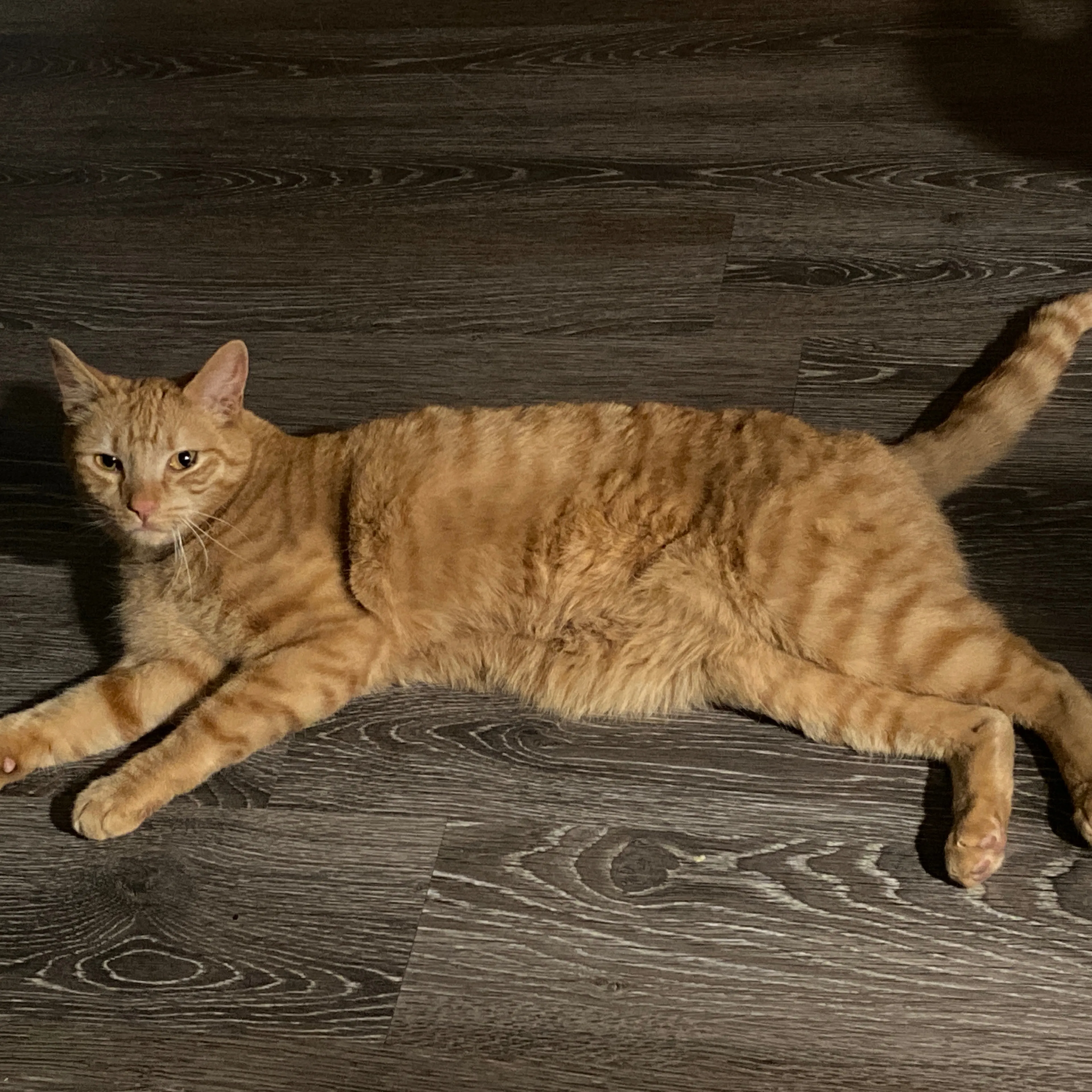 Lost pet-1