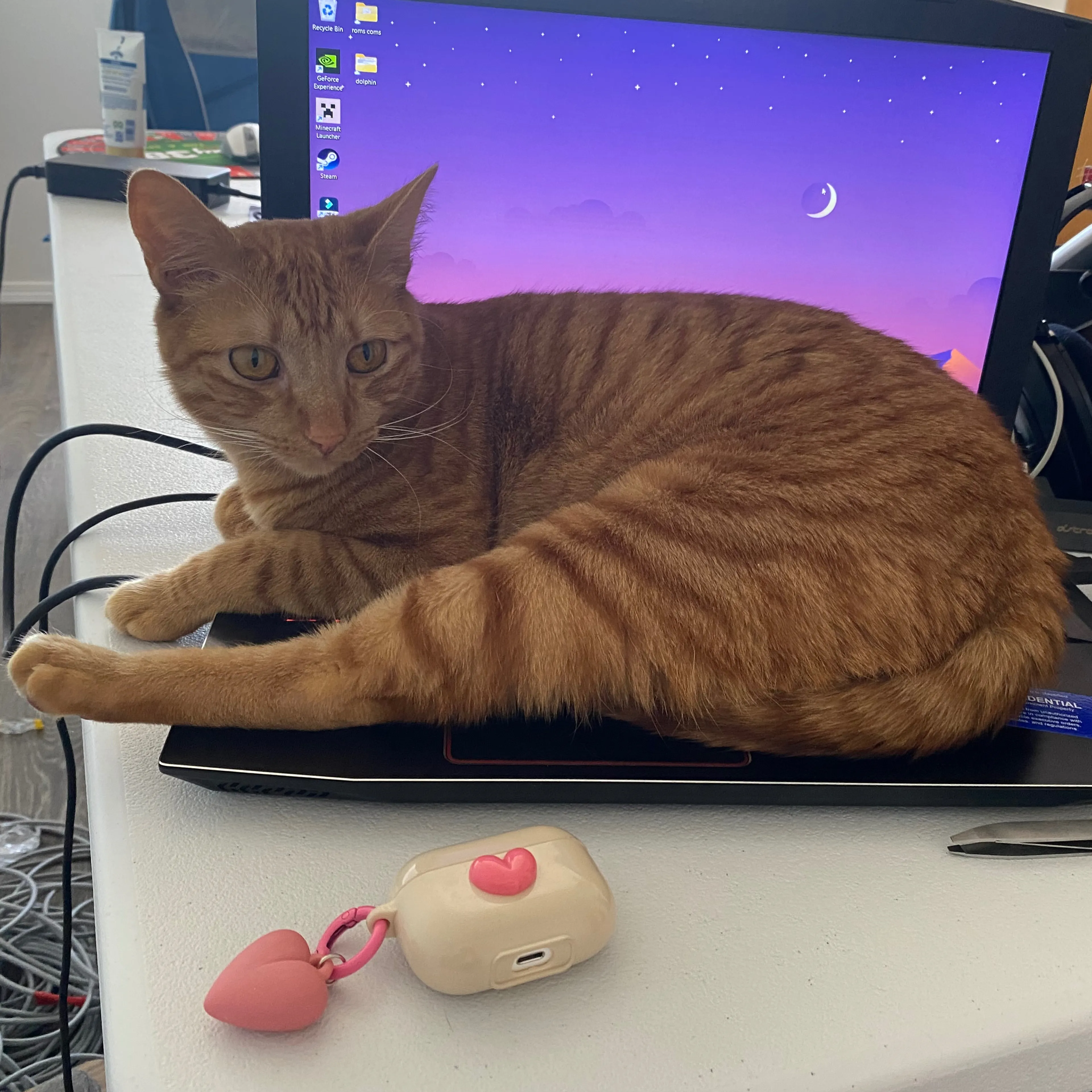 Lost pet-3