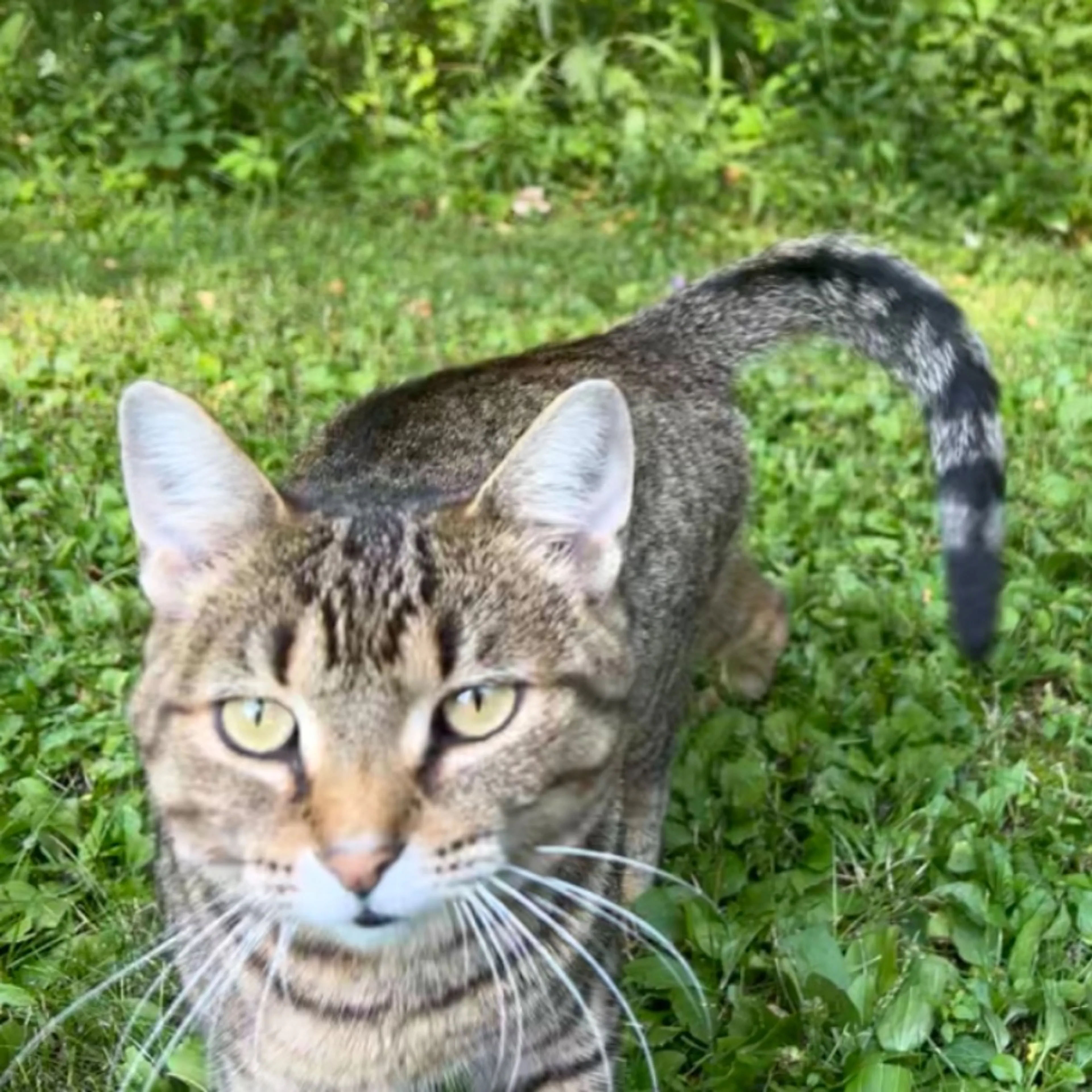 Lost pet-0