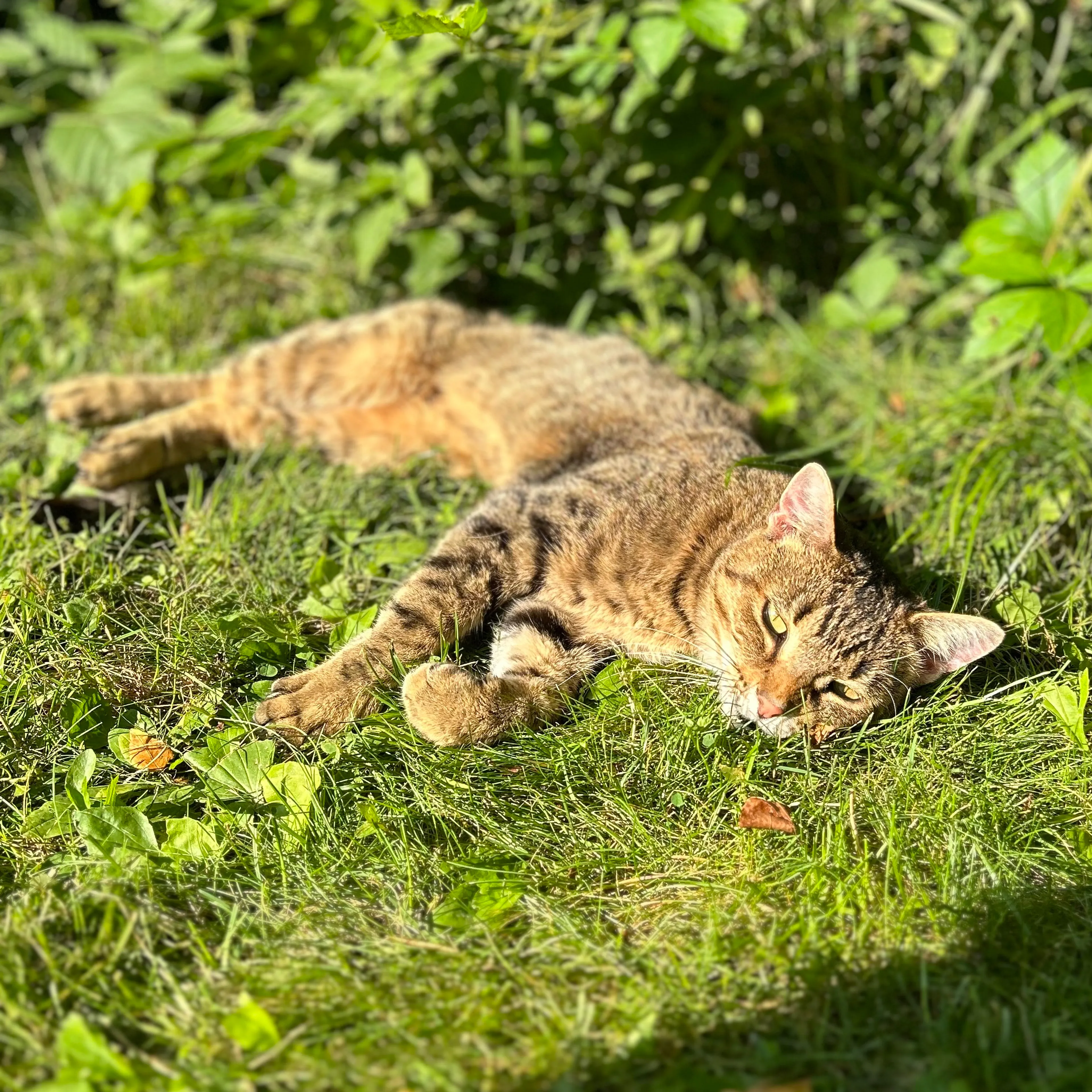 Lost pet-1