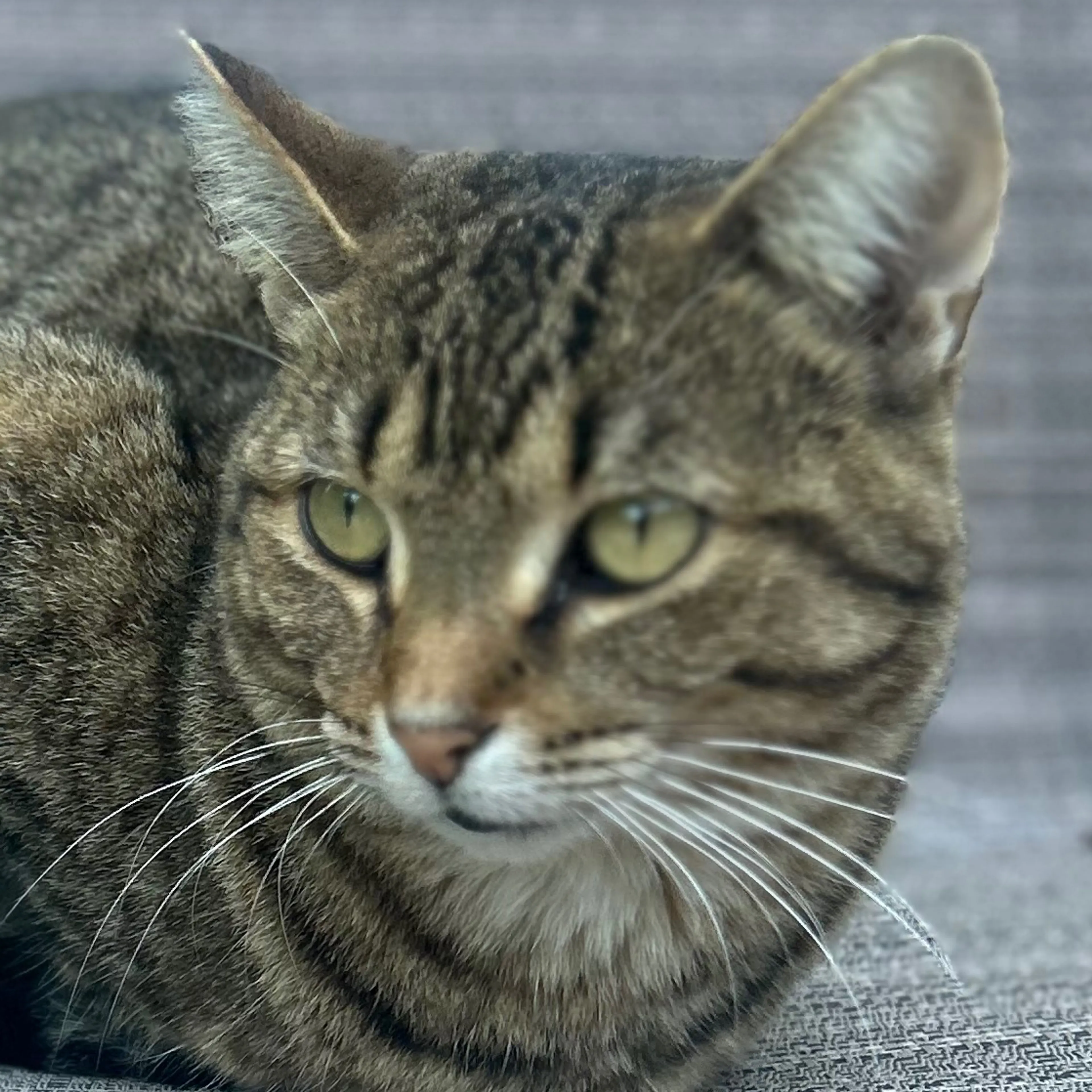 Lost pet-2