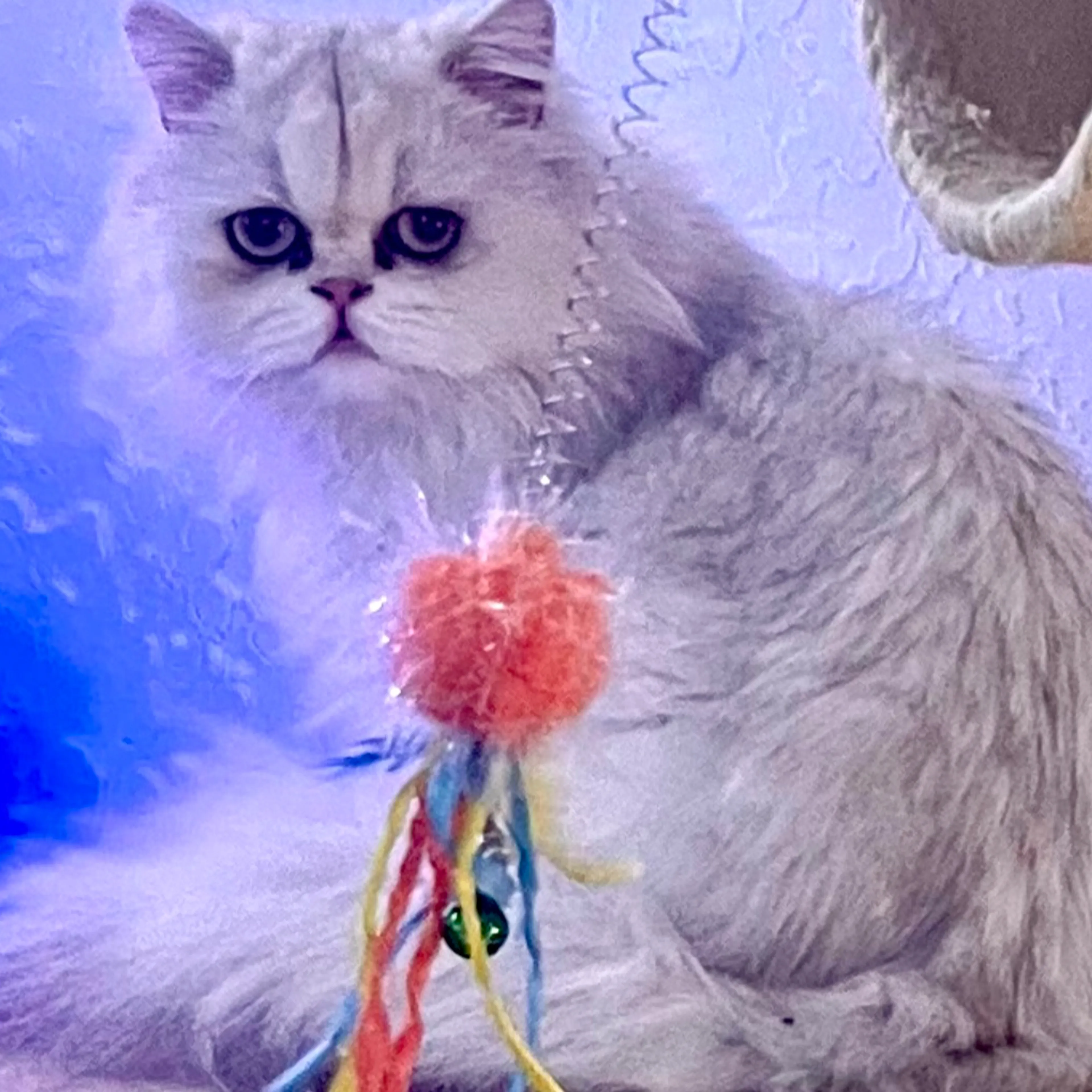 Lost pet-3