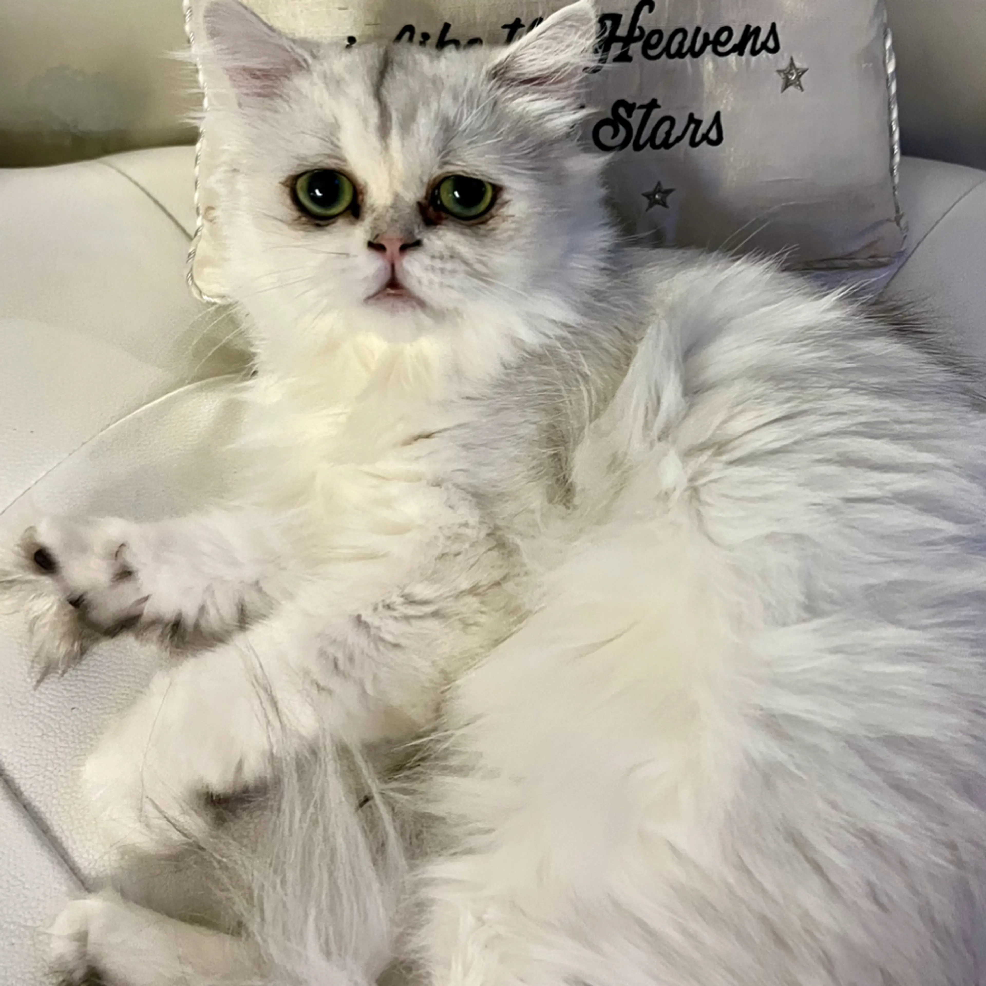 Lost pet-1