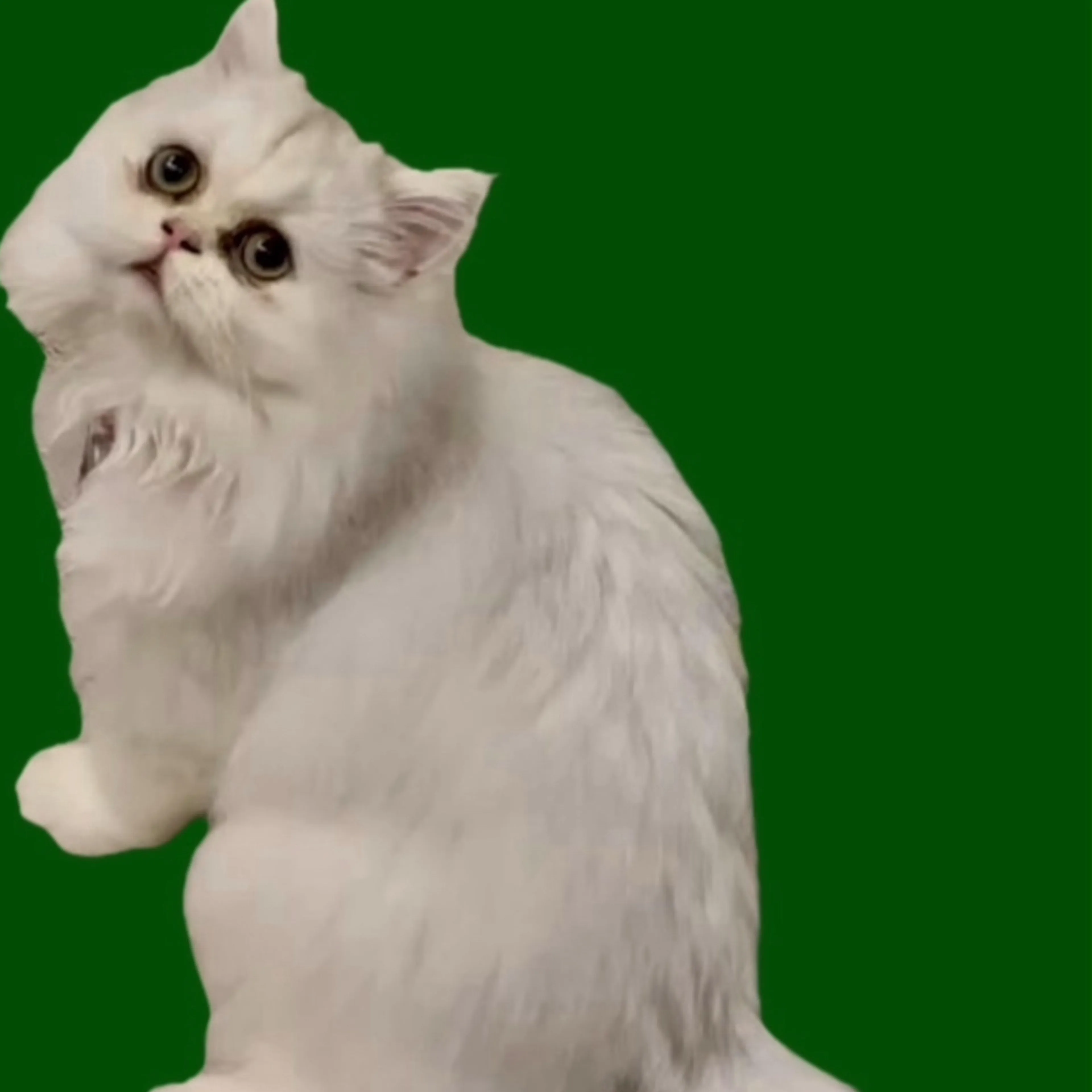 Lost pet-0