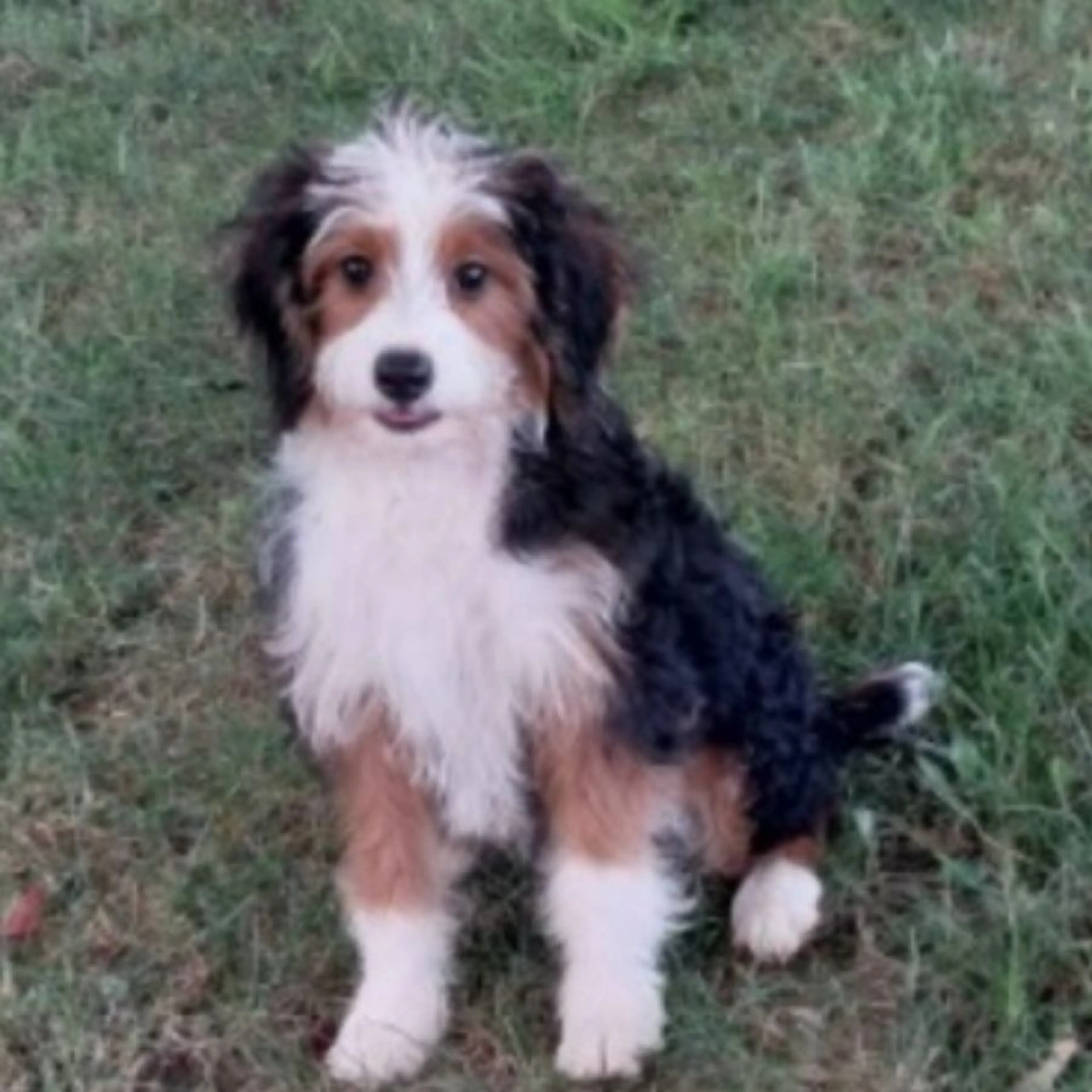 Lost pet