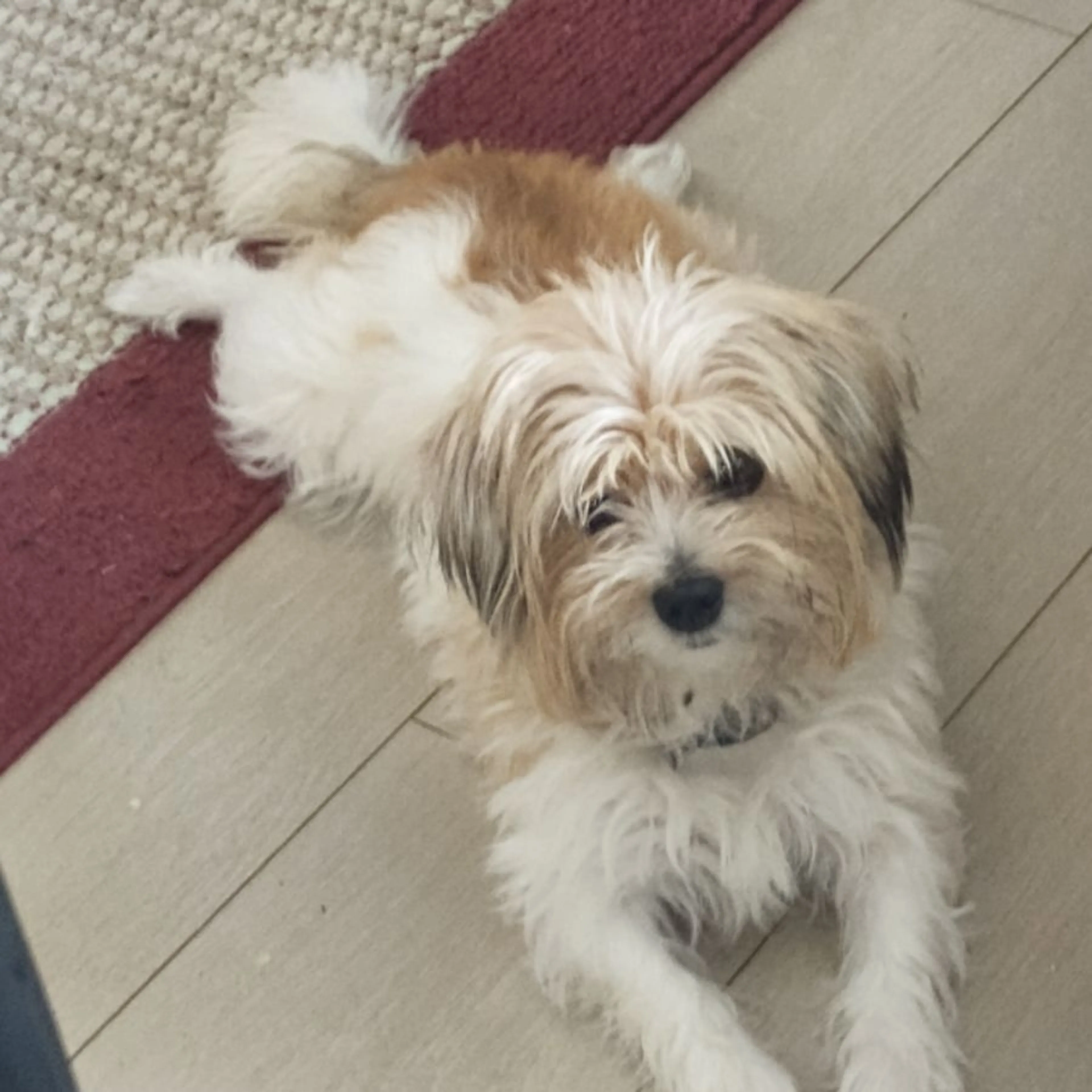 Lost pet