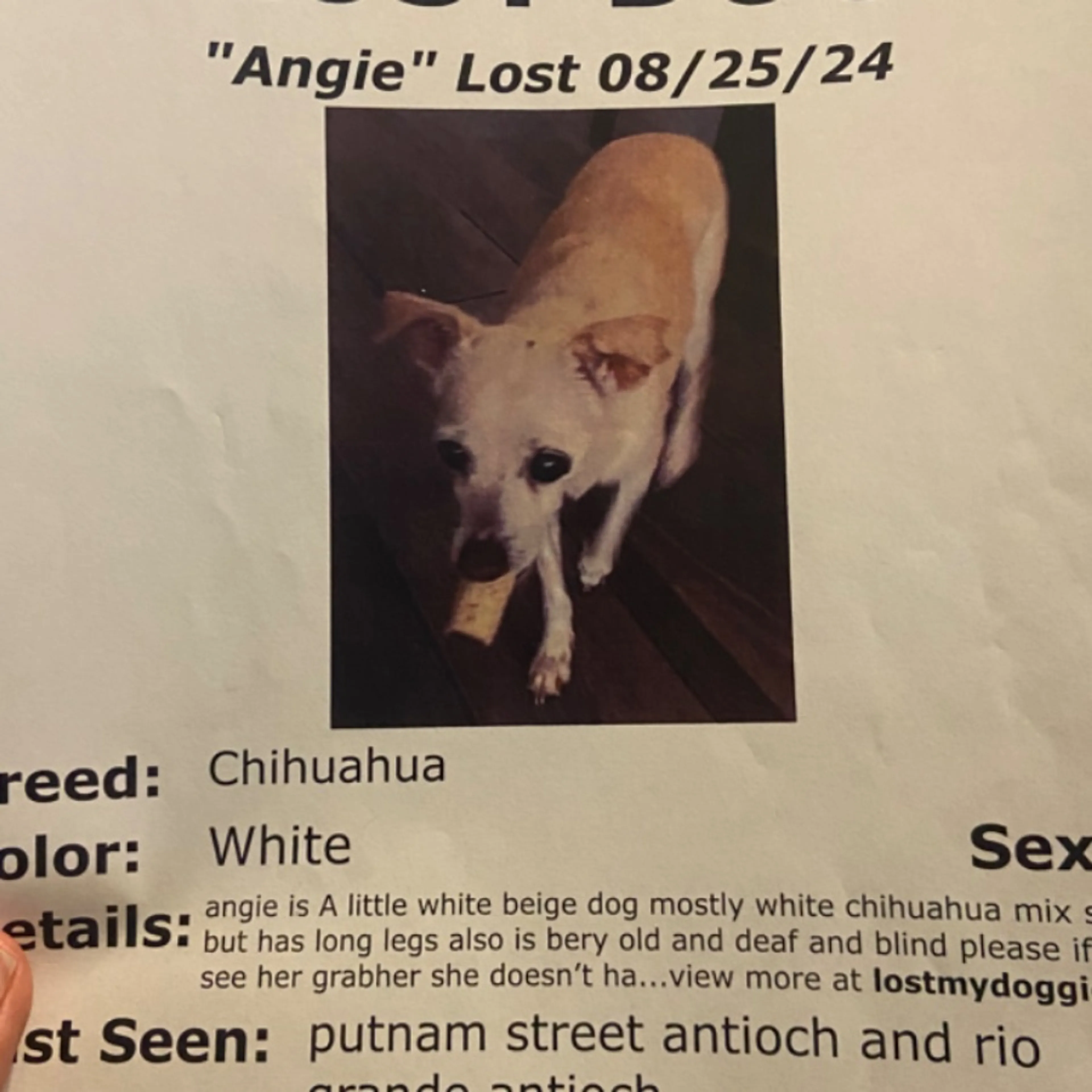 Lost pet