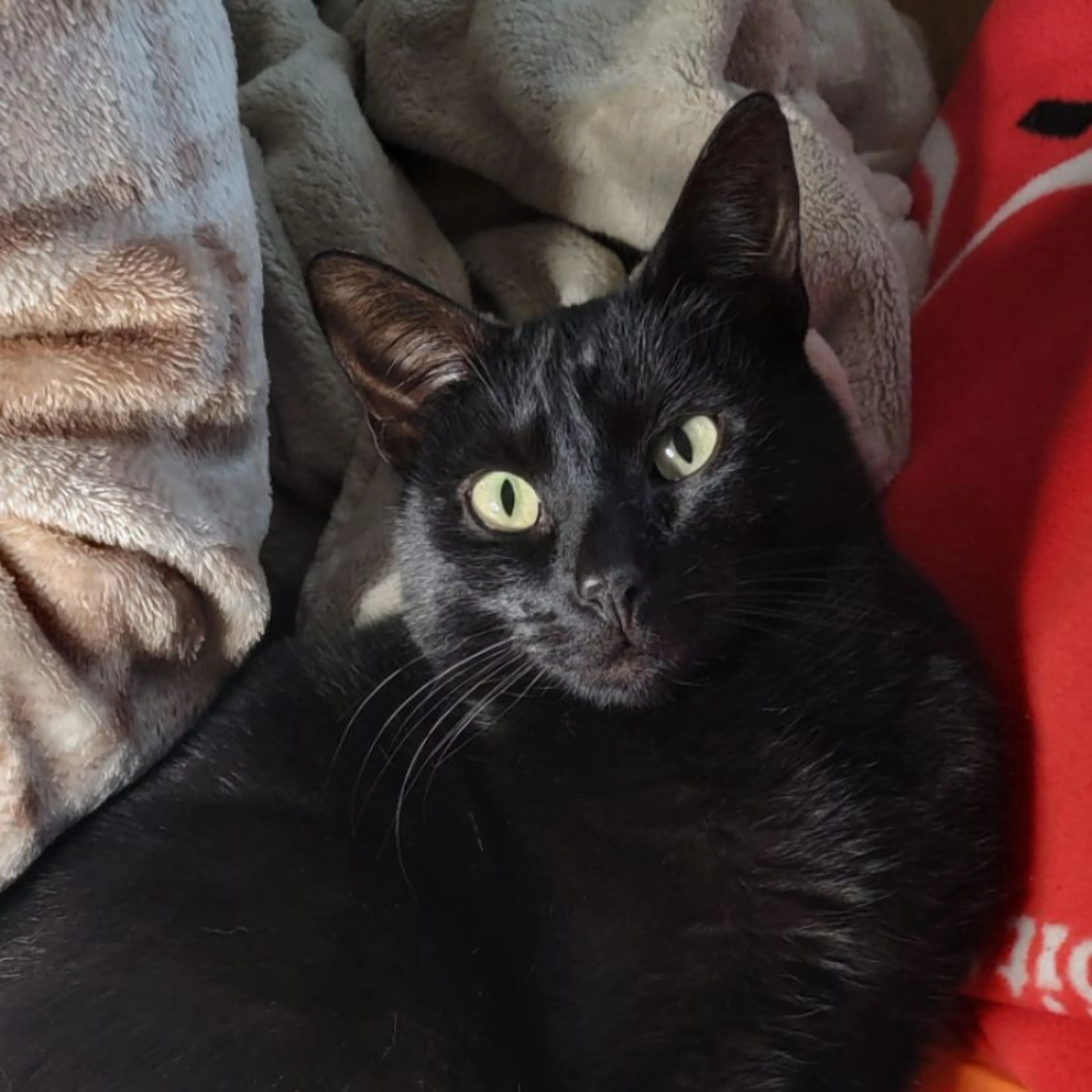 Lost pet