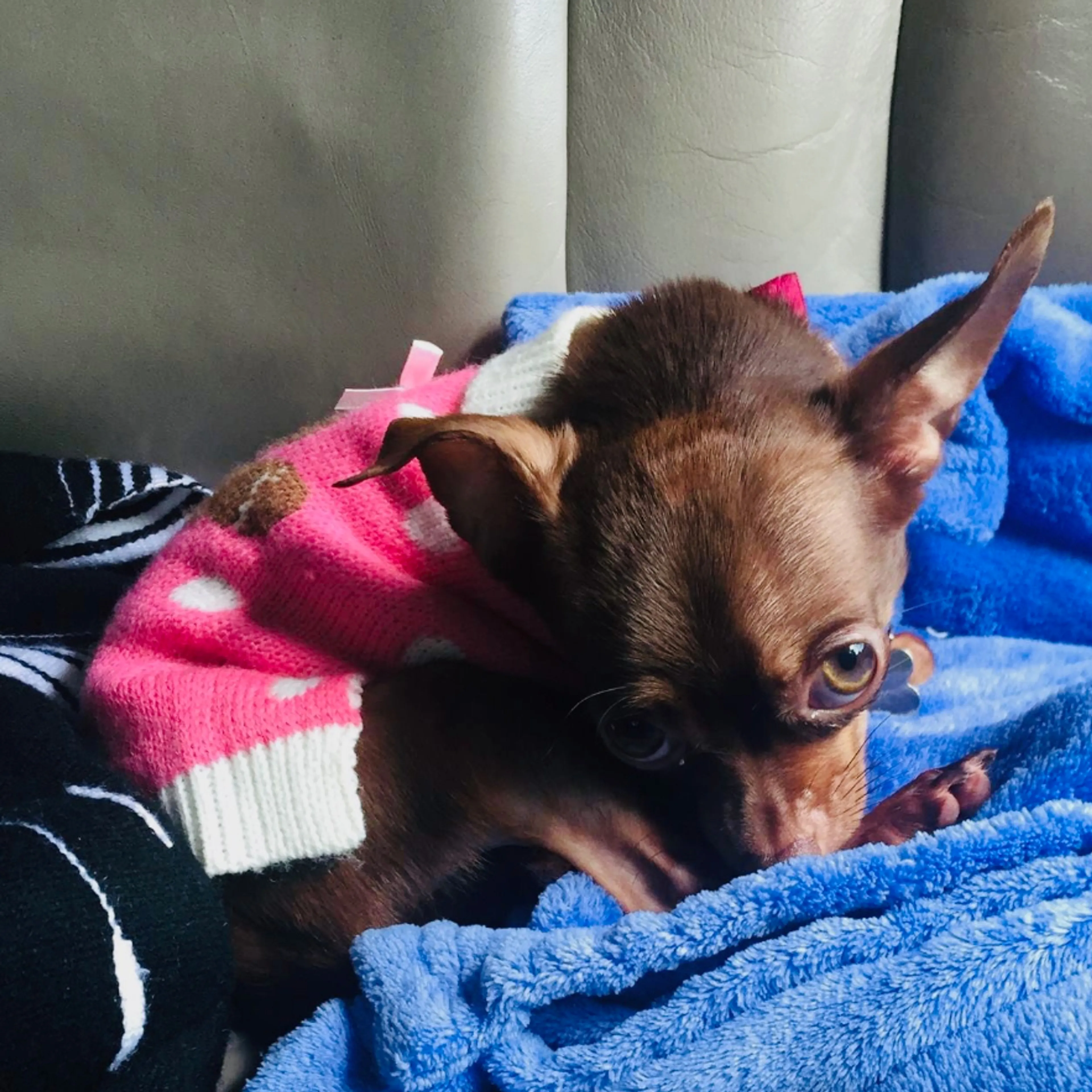 Lost pet-2