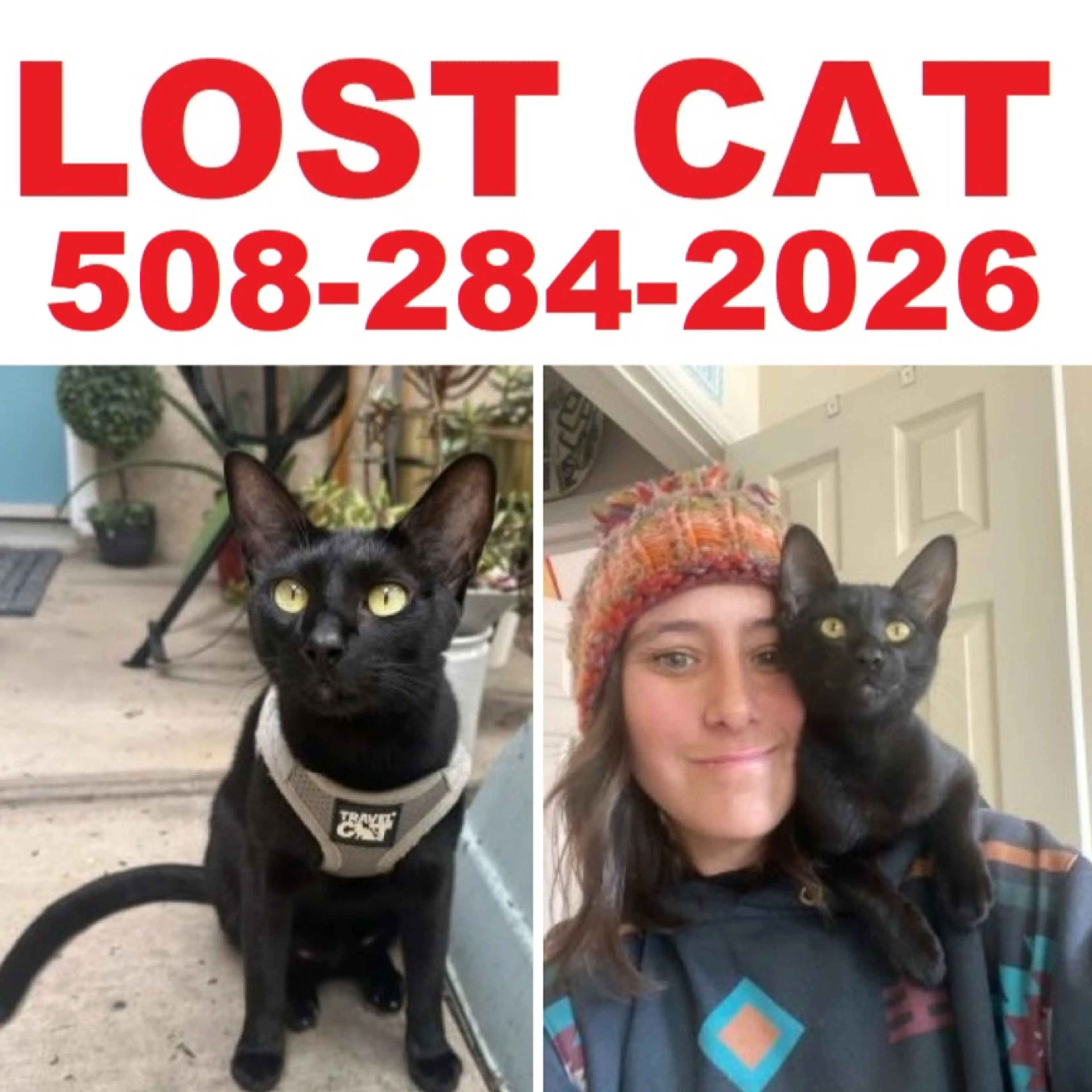Lost pet