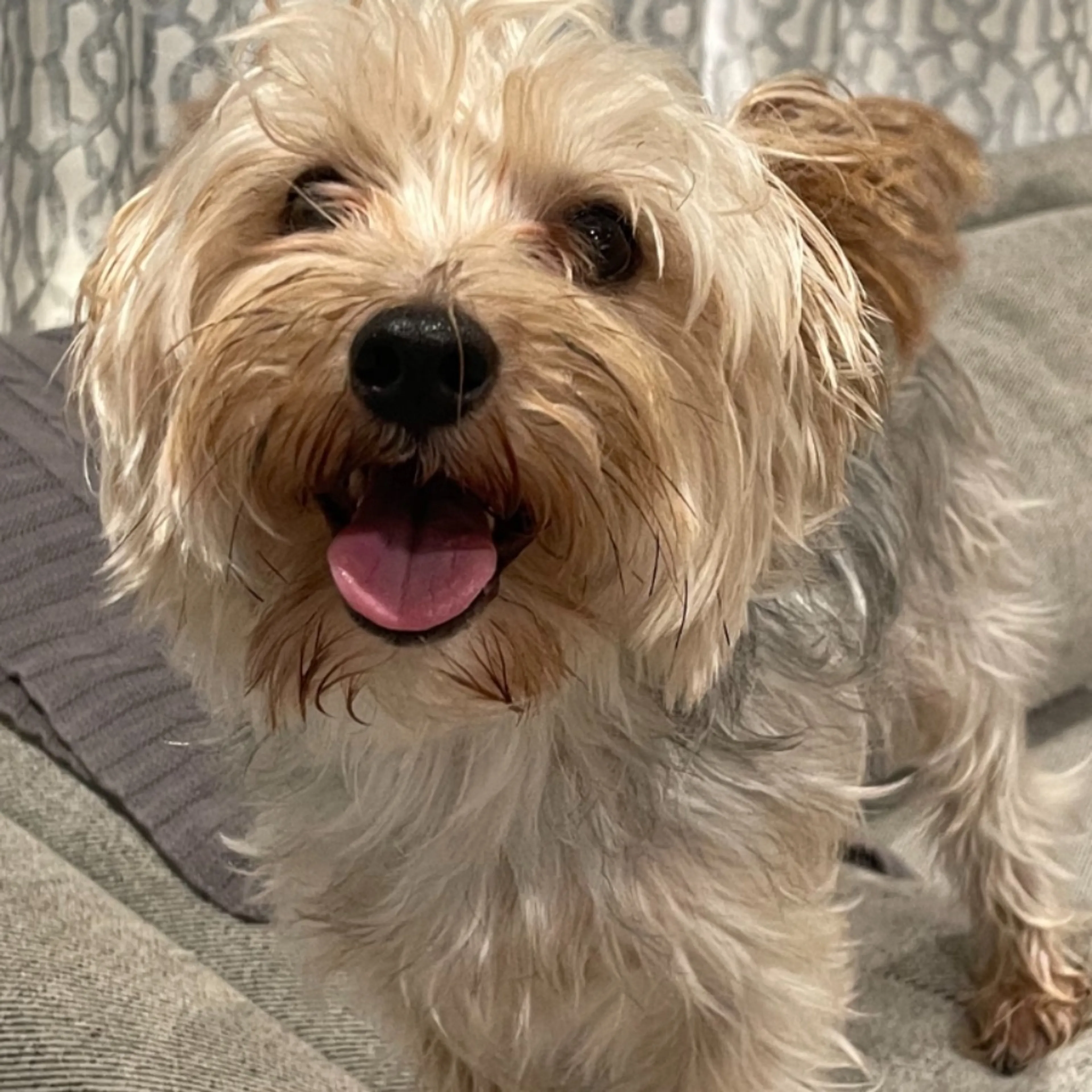 Lost pet