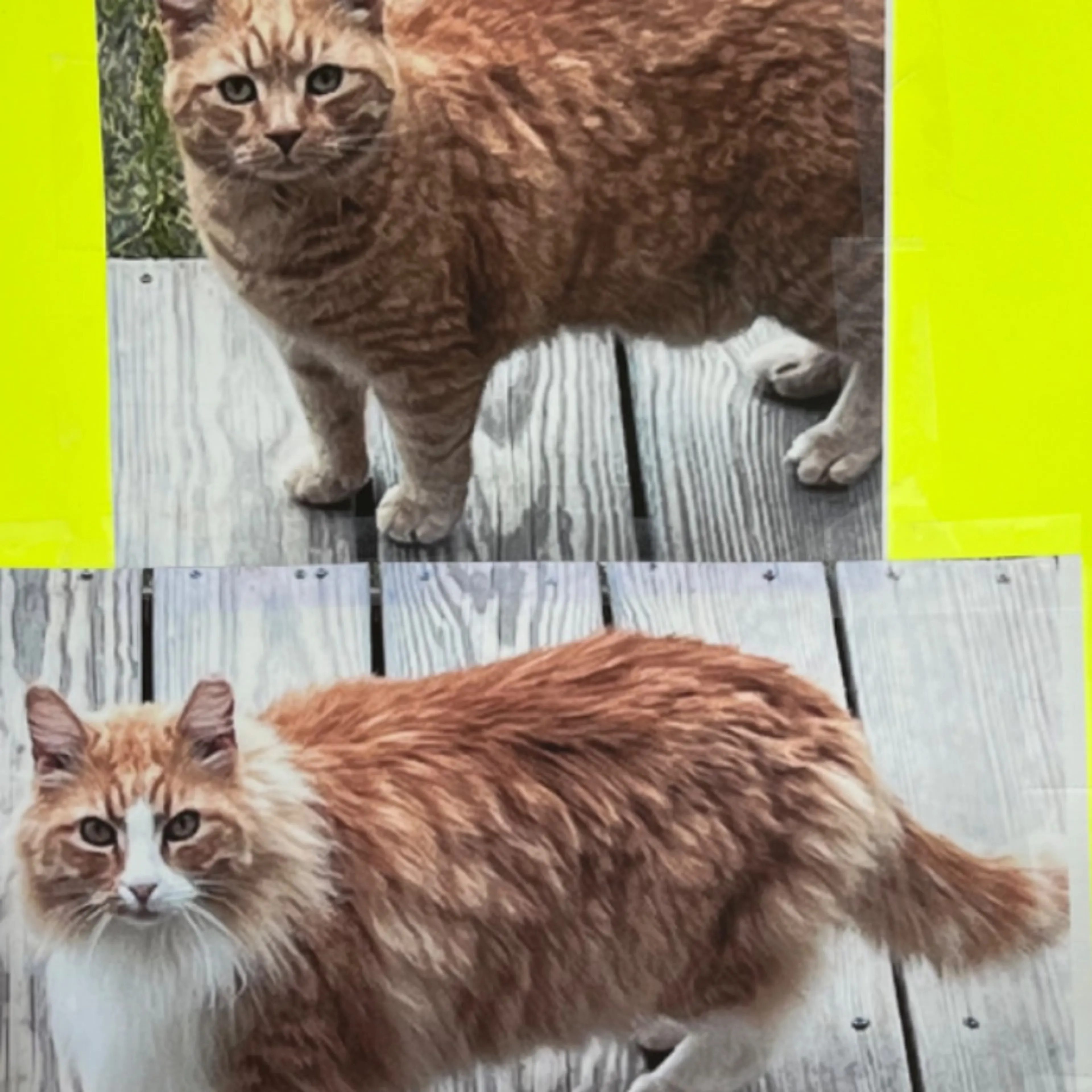 Lost pet