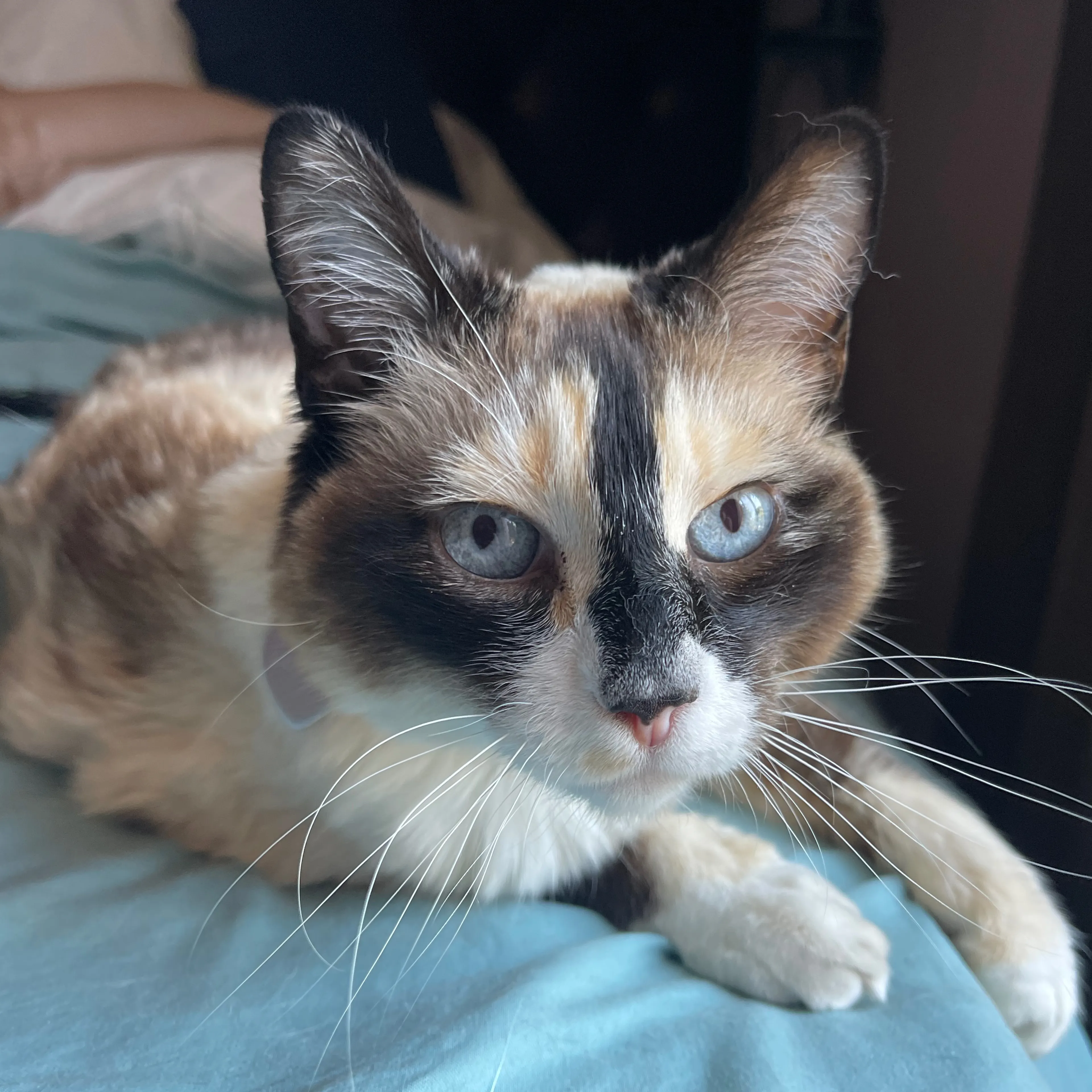 Lost pet-1