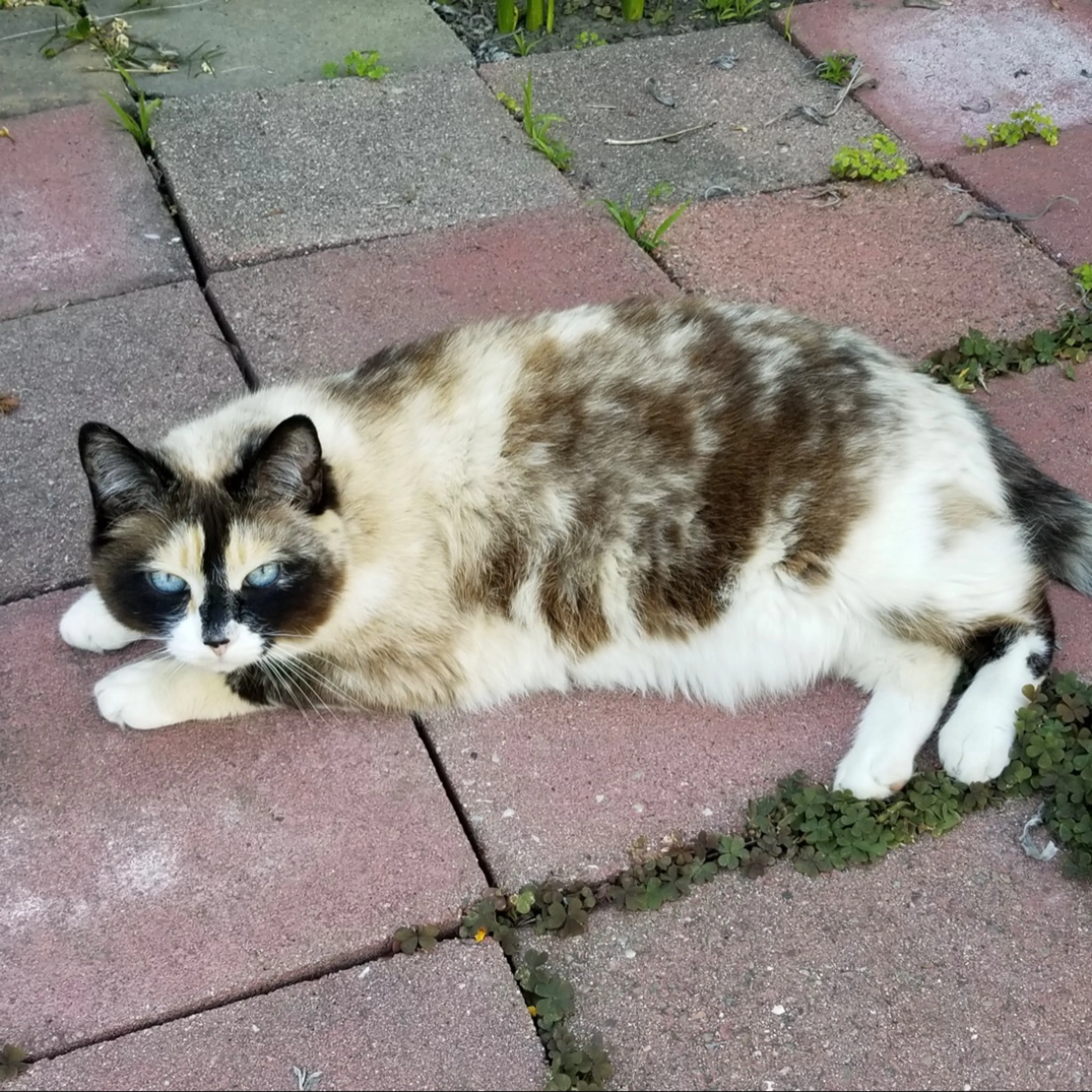Lost pet-0