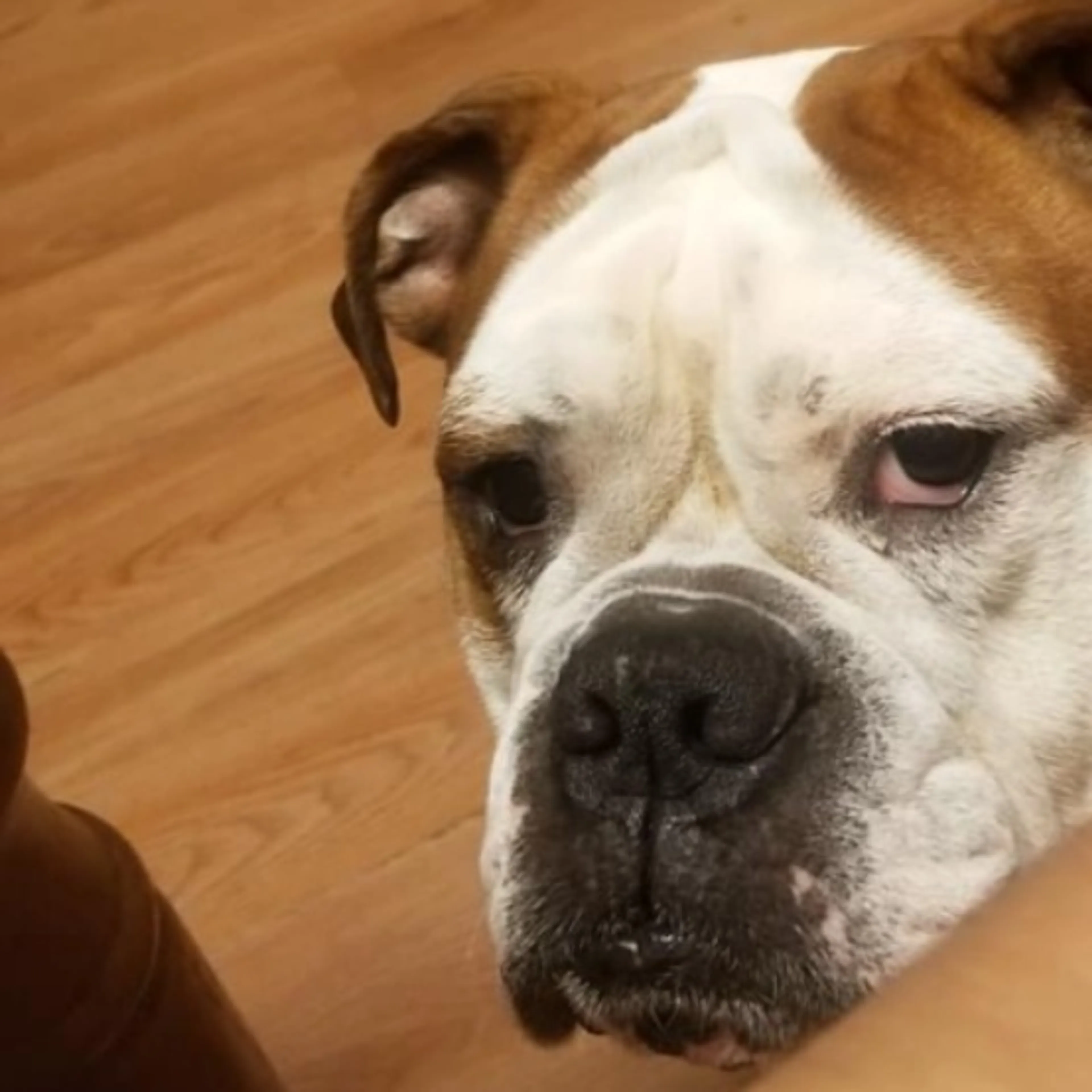 Lost pet