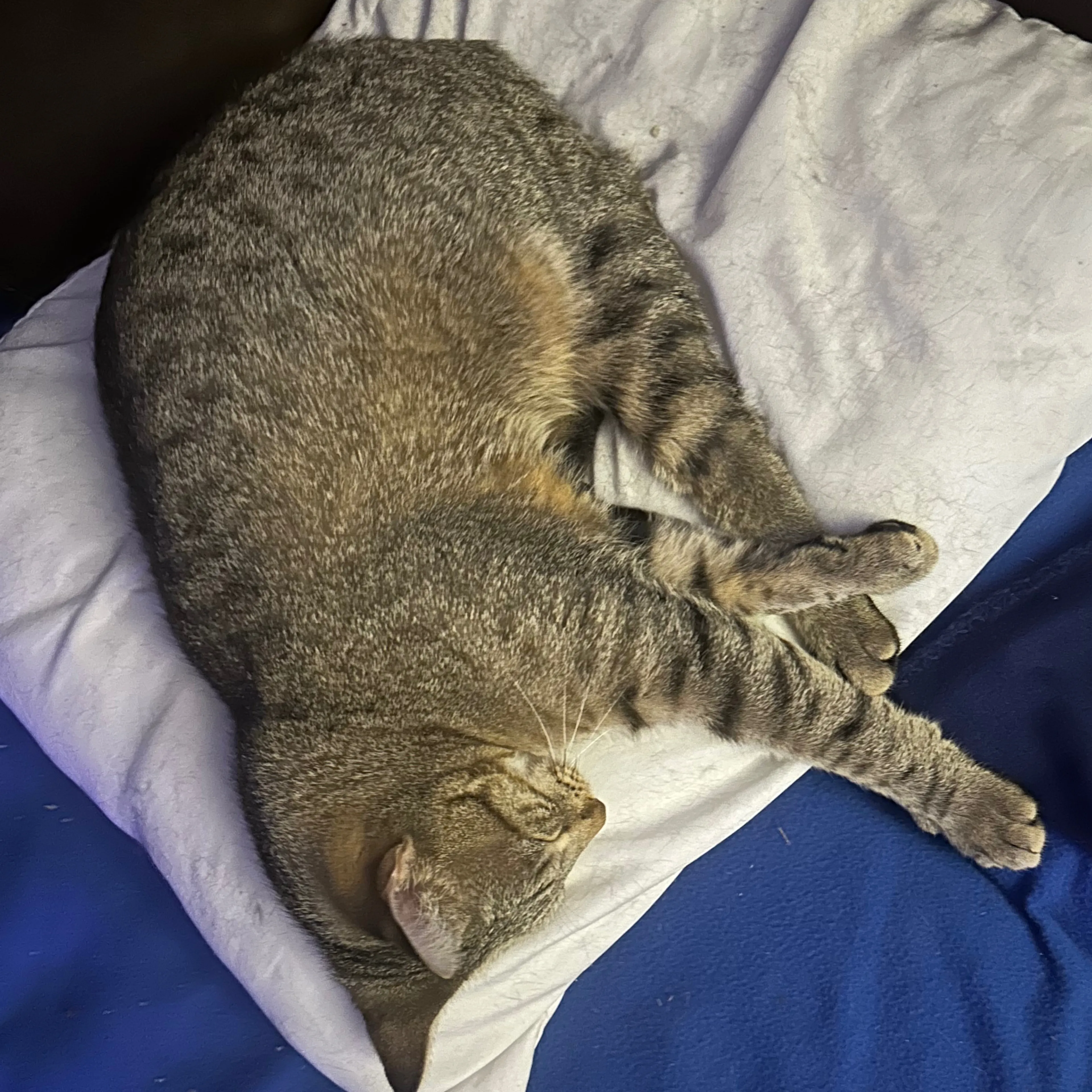 Lost pet-1